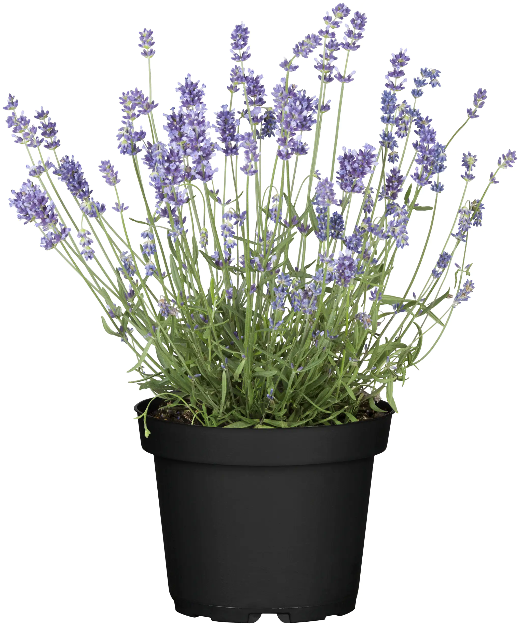 Lavendel Hidcote H ca 25 cm 12 cm Topf