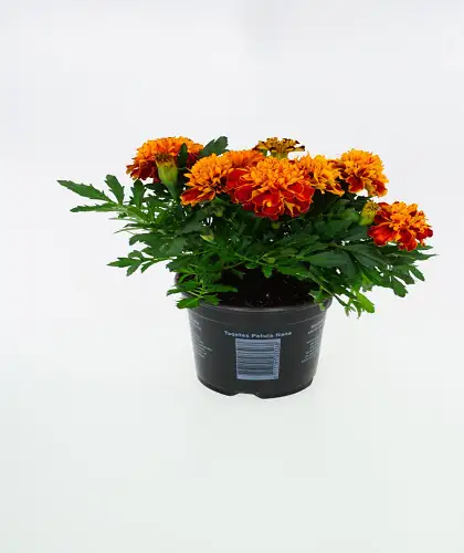 Studentenblume Tagetes H 15 cm 10,5 cm Topf