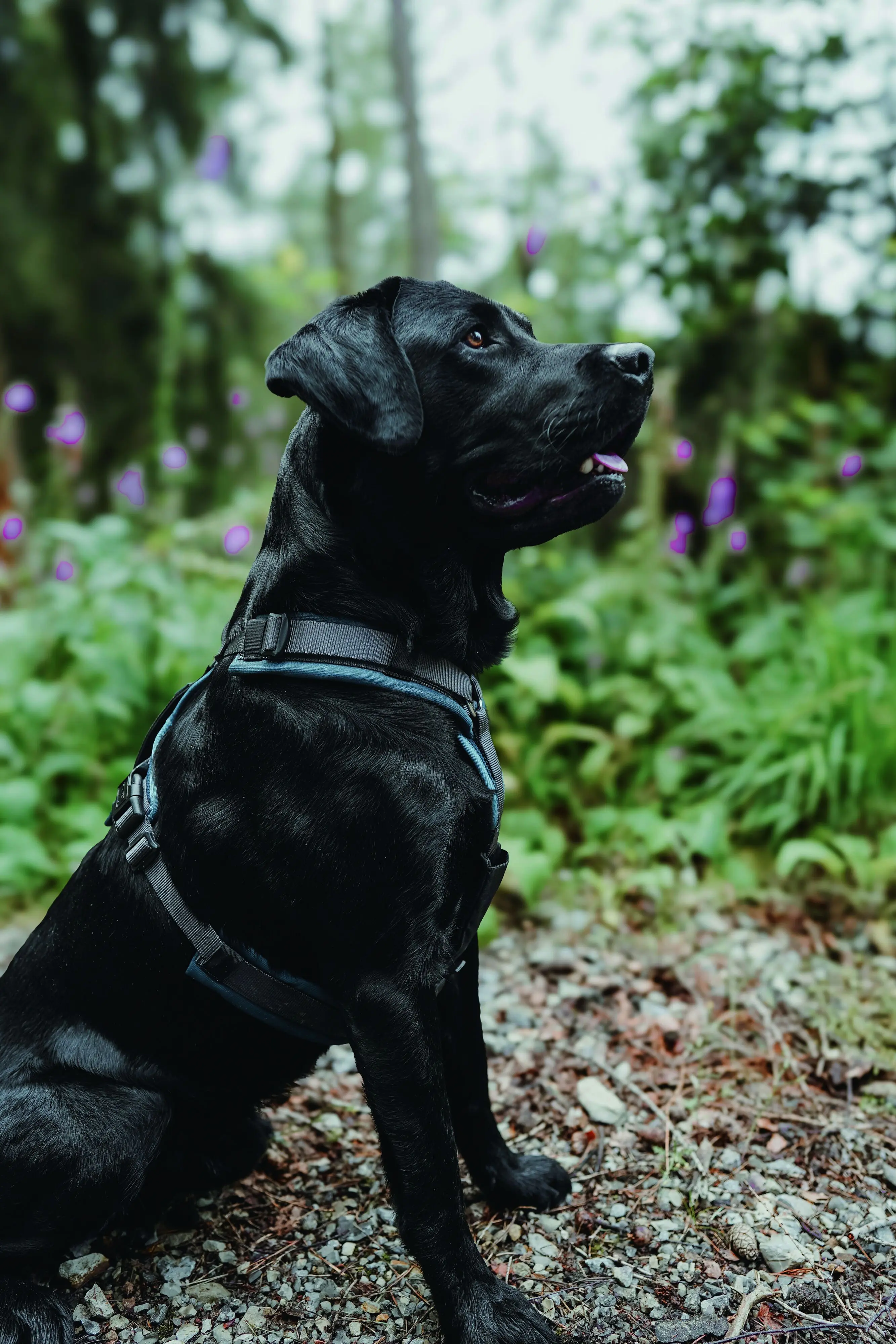 Hunter Hundegeschirr Maldon Up mit Griff L petrol/grau