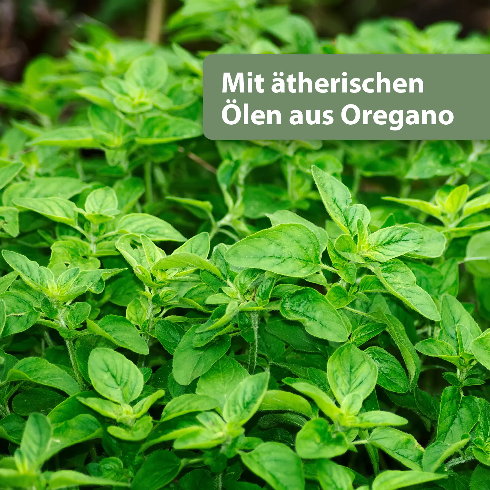 Quiko Hobbyfarming Med Immun für Hühner und Geflügel 100 ml