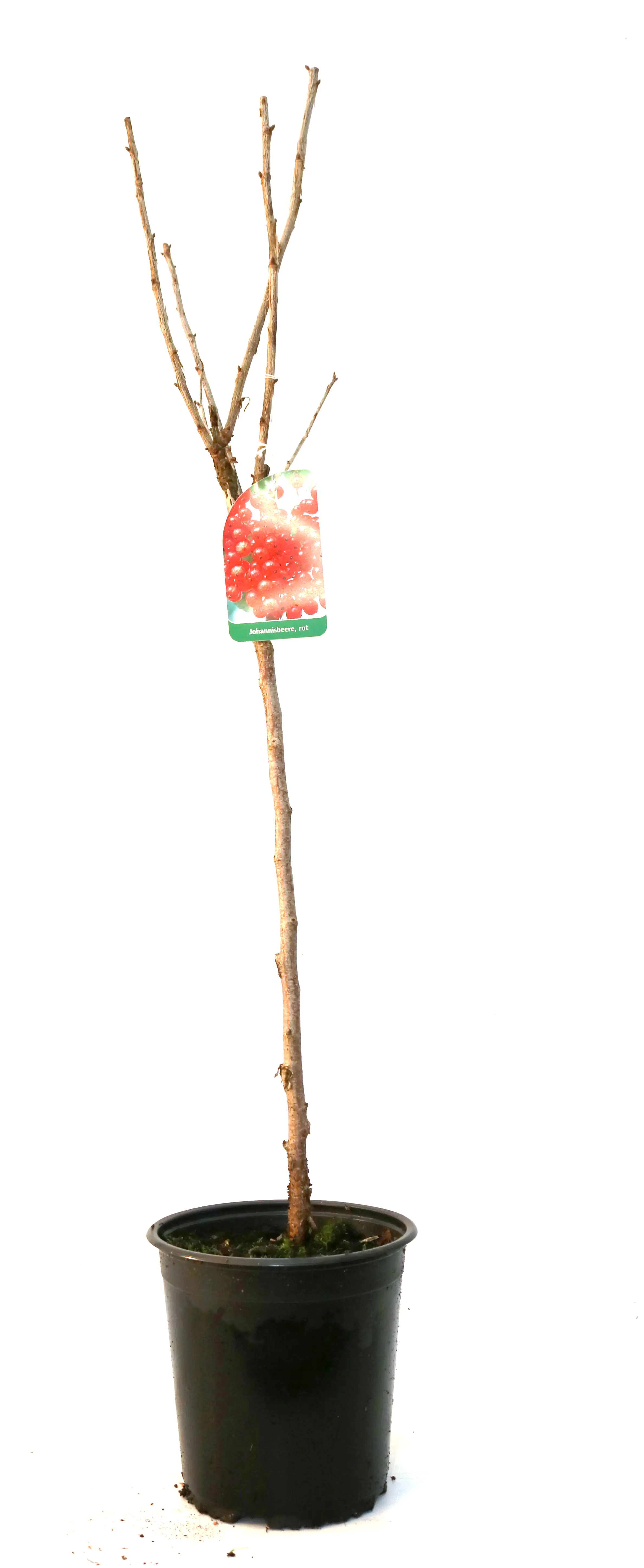 Obststrauch Johannisbeere rot 3 L Container