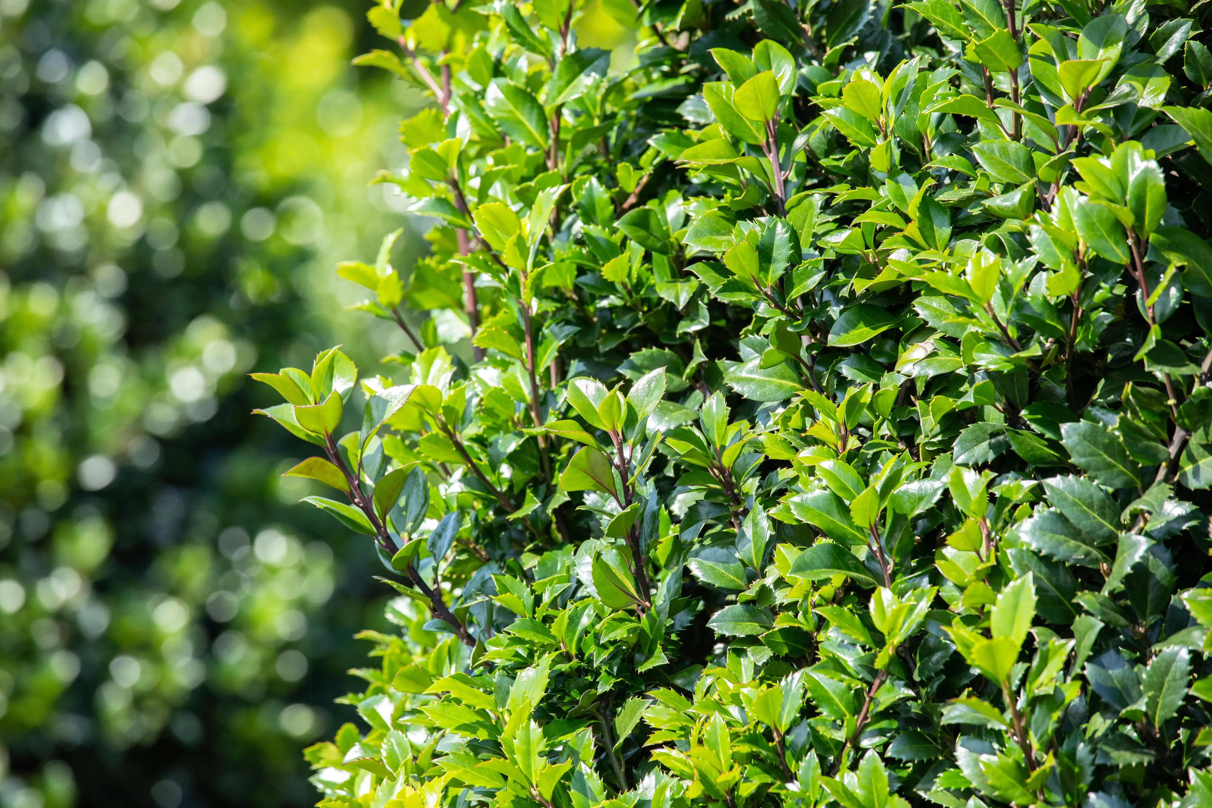 Stechpalme Ilex merservae Heckenstar H 80 - 100 cm, 20 Stück Stechpalme Ilex merservae Heckenstar H 80 - 100 cm, 20 Stück