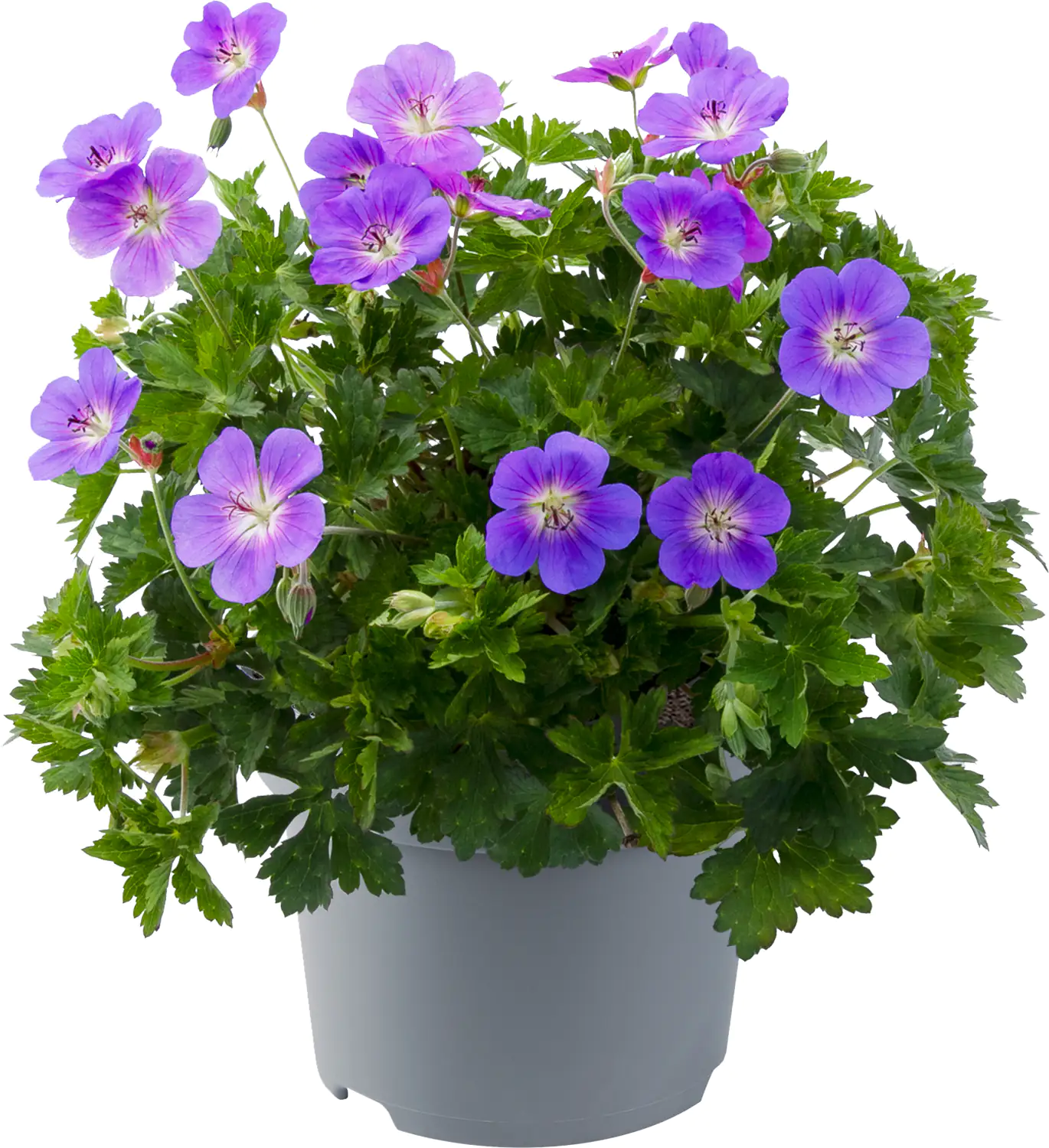 Geranien in Sorten Geranium H 40 cm+ 5 L Container kaufen Globus Baumarkt
