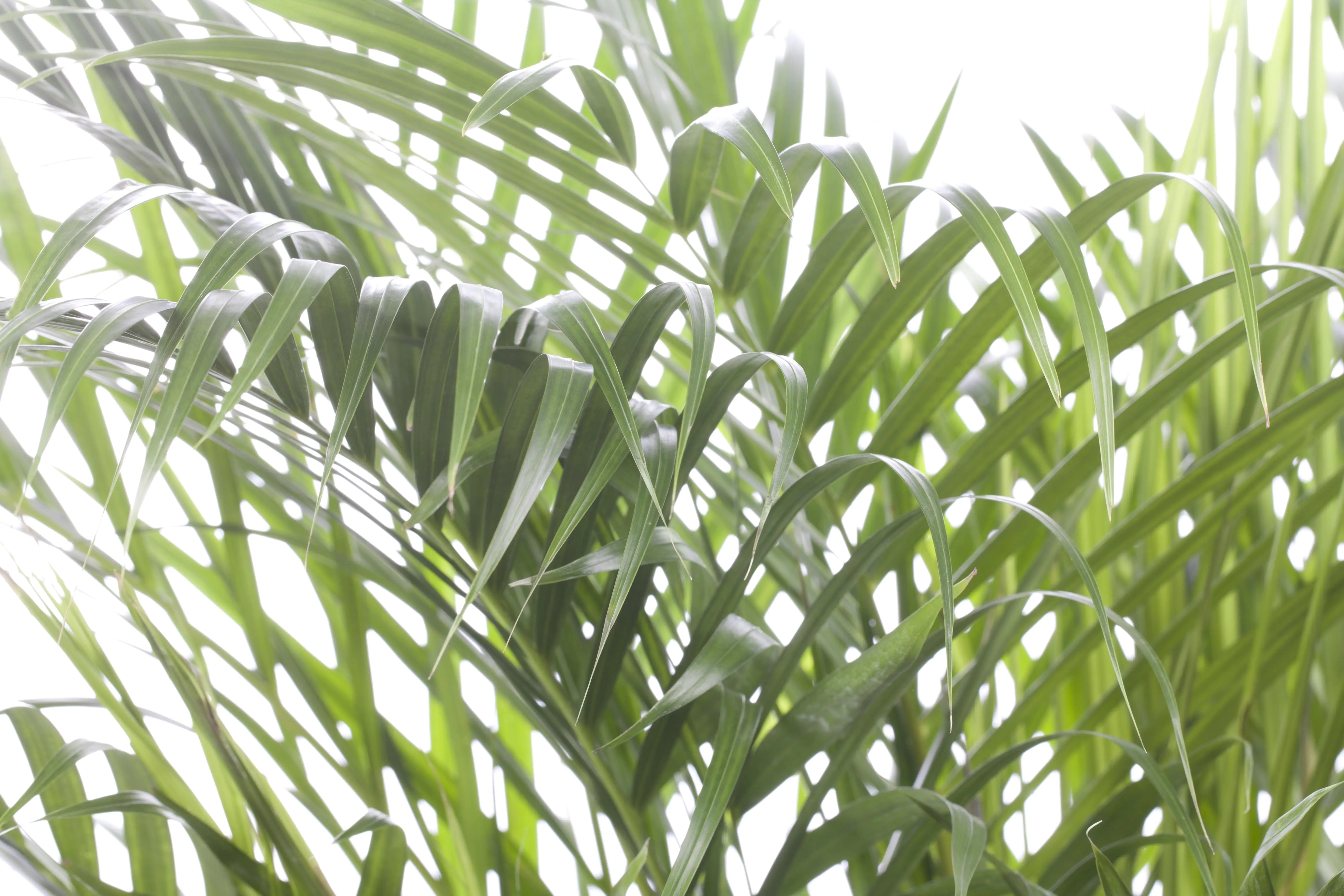 Dypsis Lutescens Goldfruchtpalme 60 cm 14 cm Topf