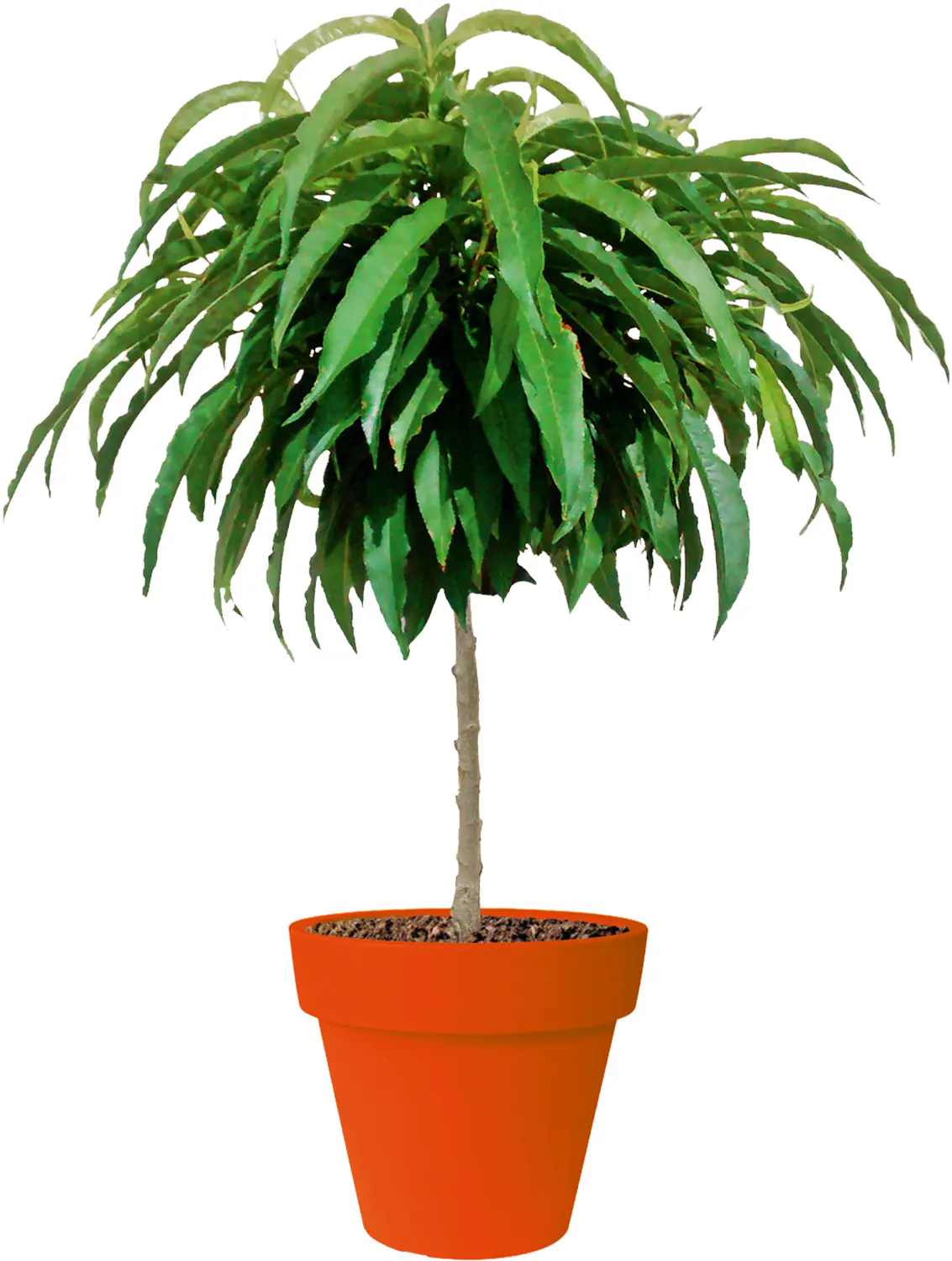 Zwergobst in Sorten Nektarine oder Pfirsich H 70-100 cm, 5 Liter Container 