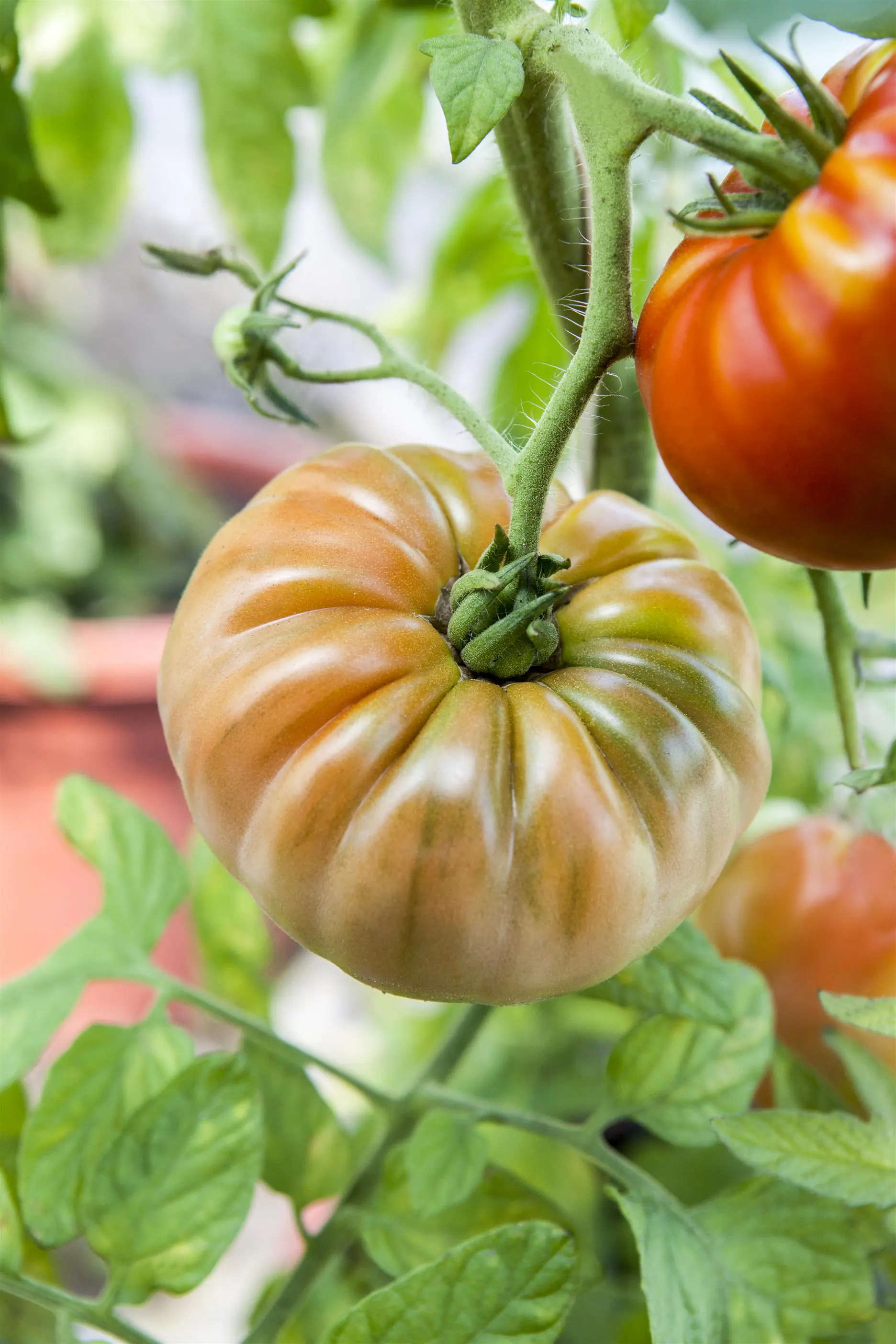 XXL Gemüsepflanzen Ochsenherztomate 1,7 Liter Container