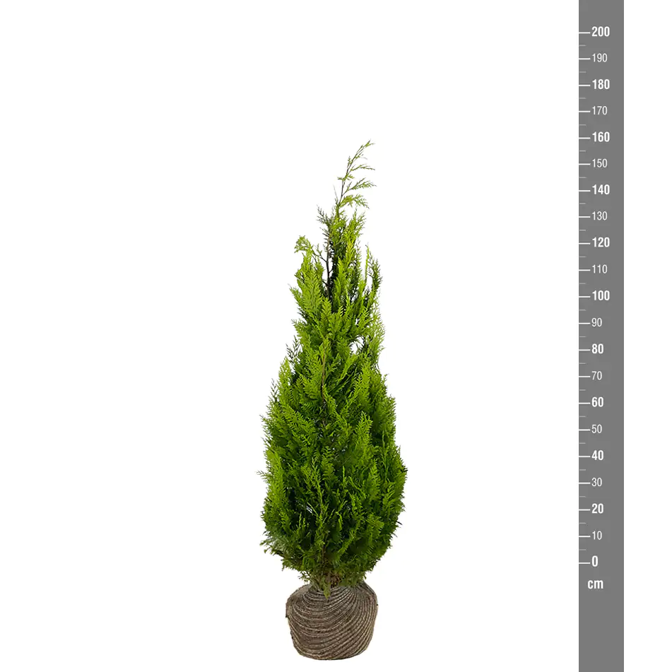 Gelbe Säulenzypresse Cham. law. Ivonne H 140 - 160 cm, 15 Stück