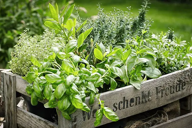 Kräutergarten anlegen