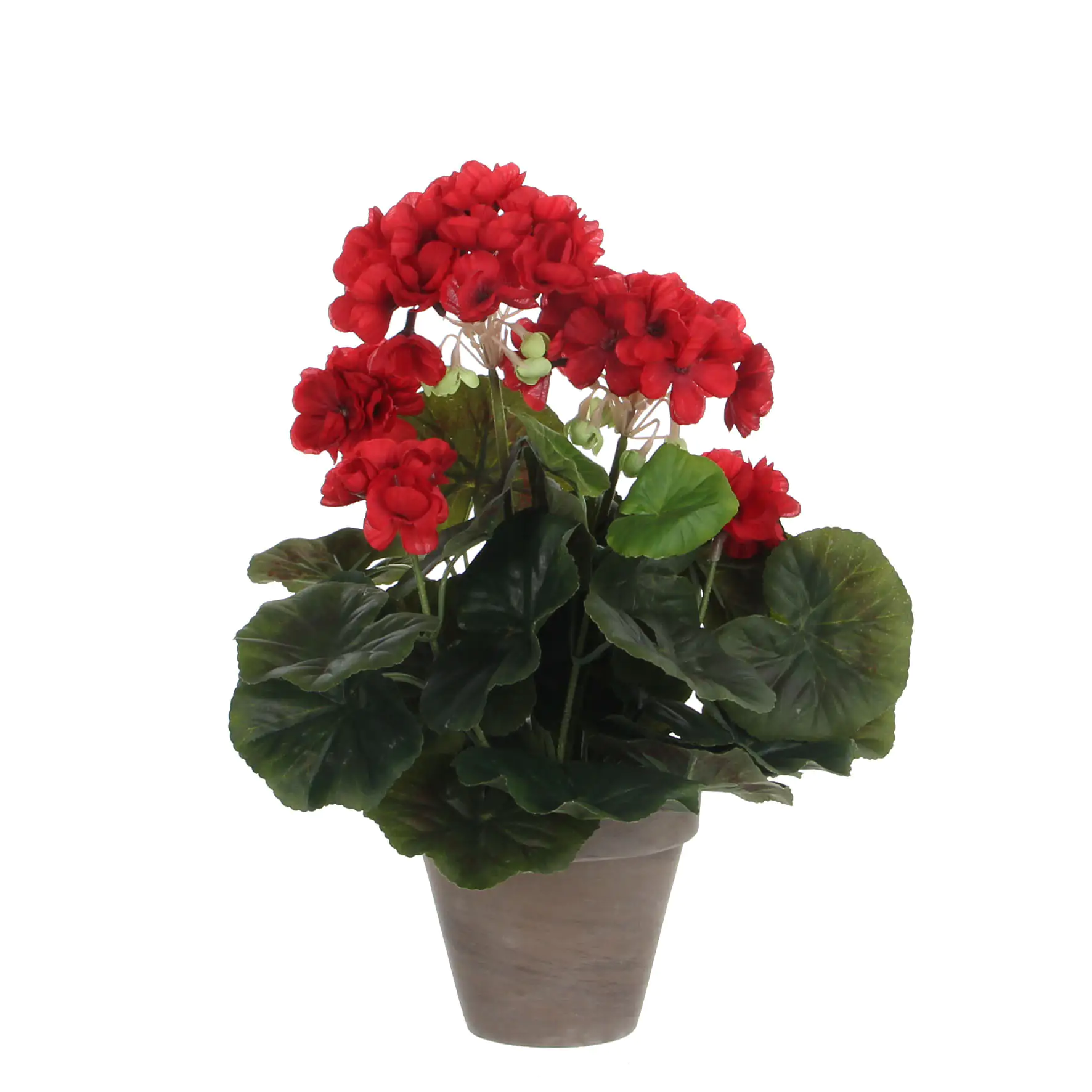 Mica Geranium im Topf rot, 34 x 20 cm