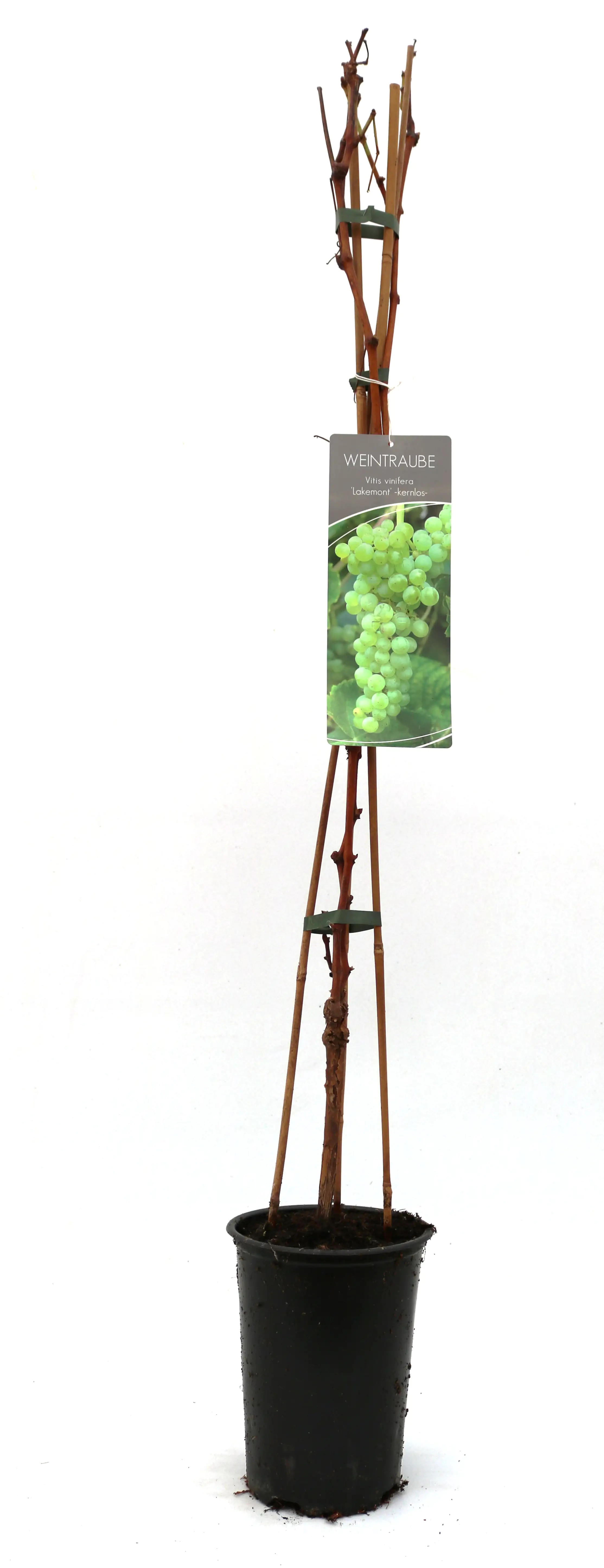 4029395017994 Weintraube Vitis vinifera gelb & kernlos H ca 80 cm 3 l Container