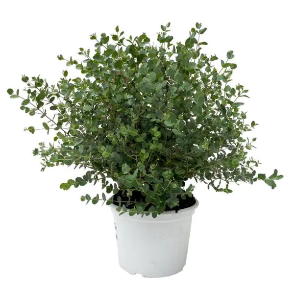 Eucalyptus gunnii Eukalyptus Busch 23 cm Topf