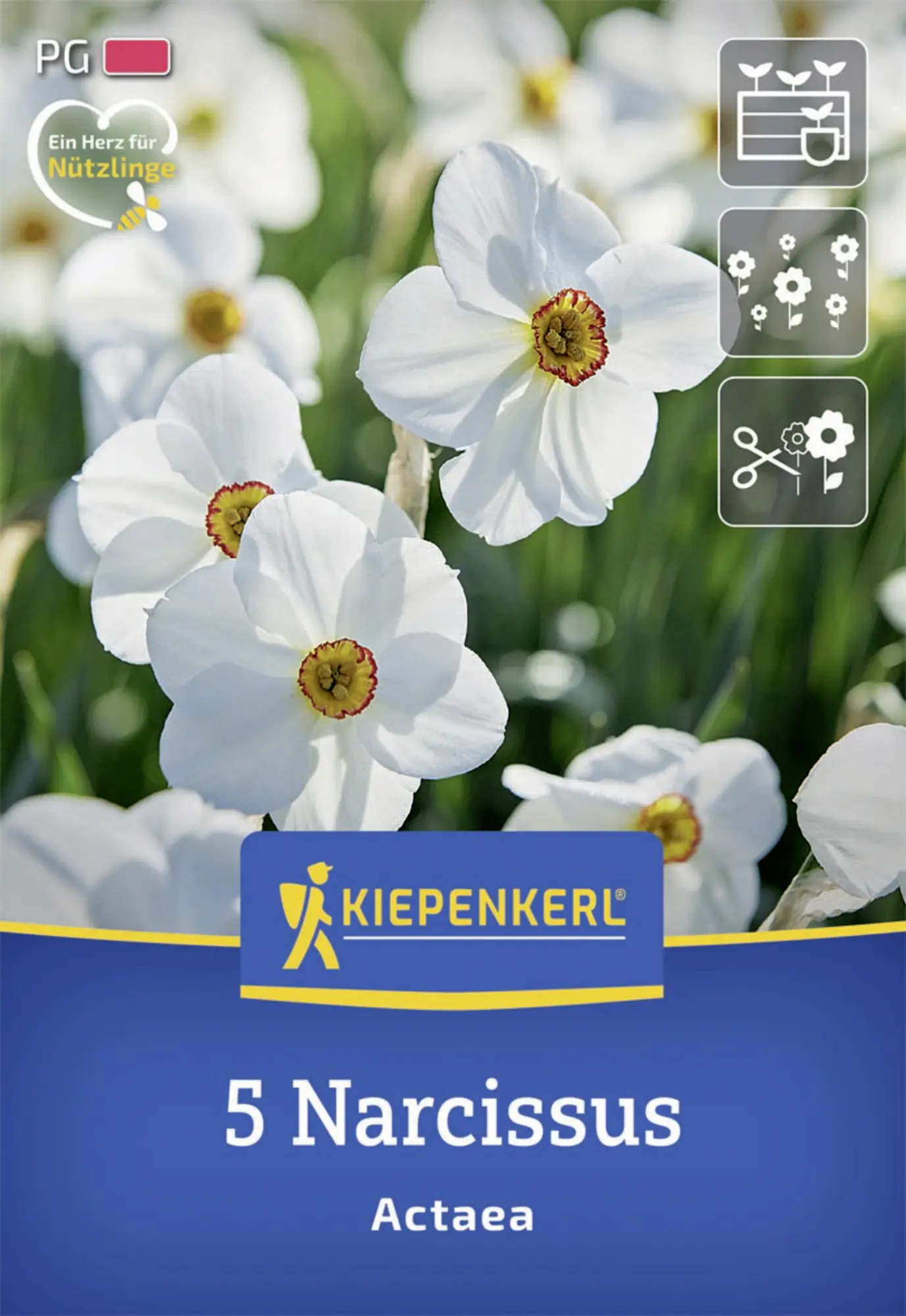 Kiepenkerl Herbstblumenzwiebel Dichternarzisse Actaea 5 Stück