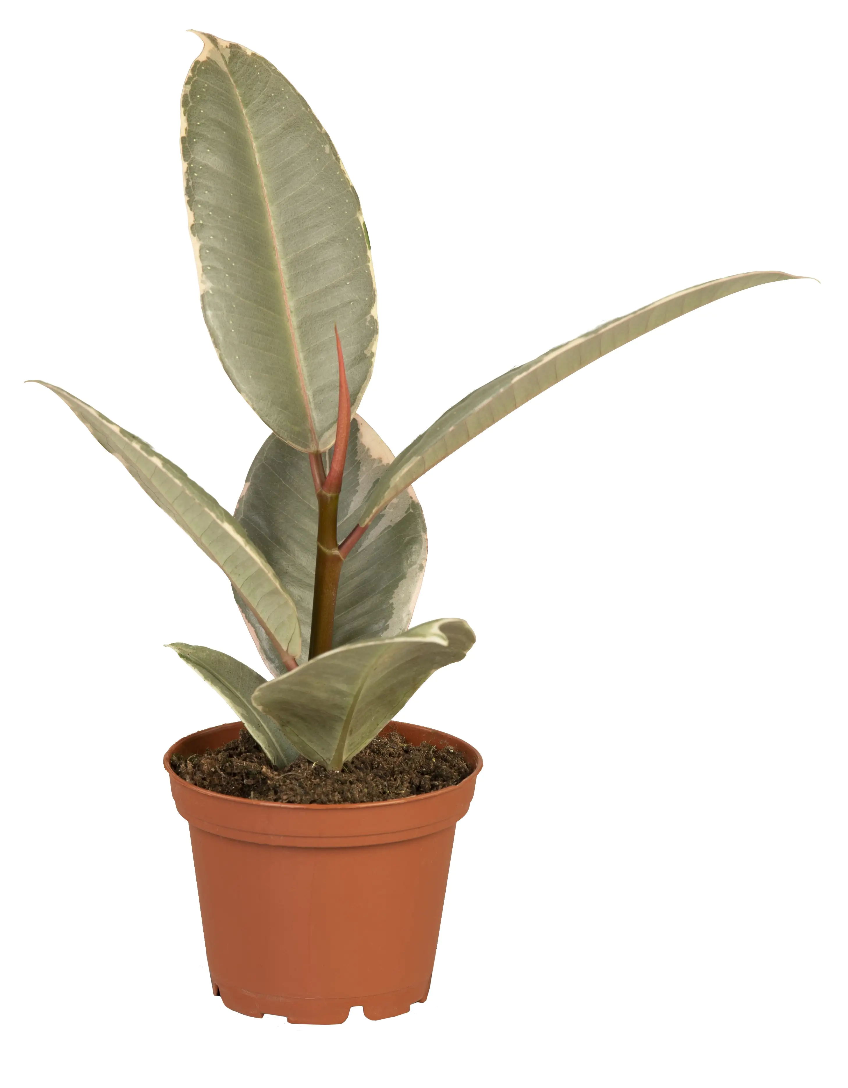 Gummibaum Ficus Elastica Tineke H ca. 50 cm 17 cm Topf