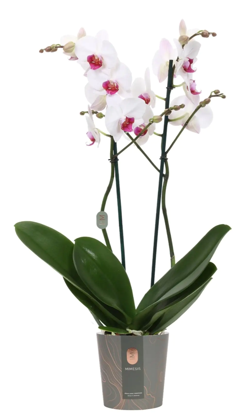 Orchidee Phalaenopsis New Passion weiß H ca. 60 cm 12 cm Topf