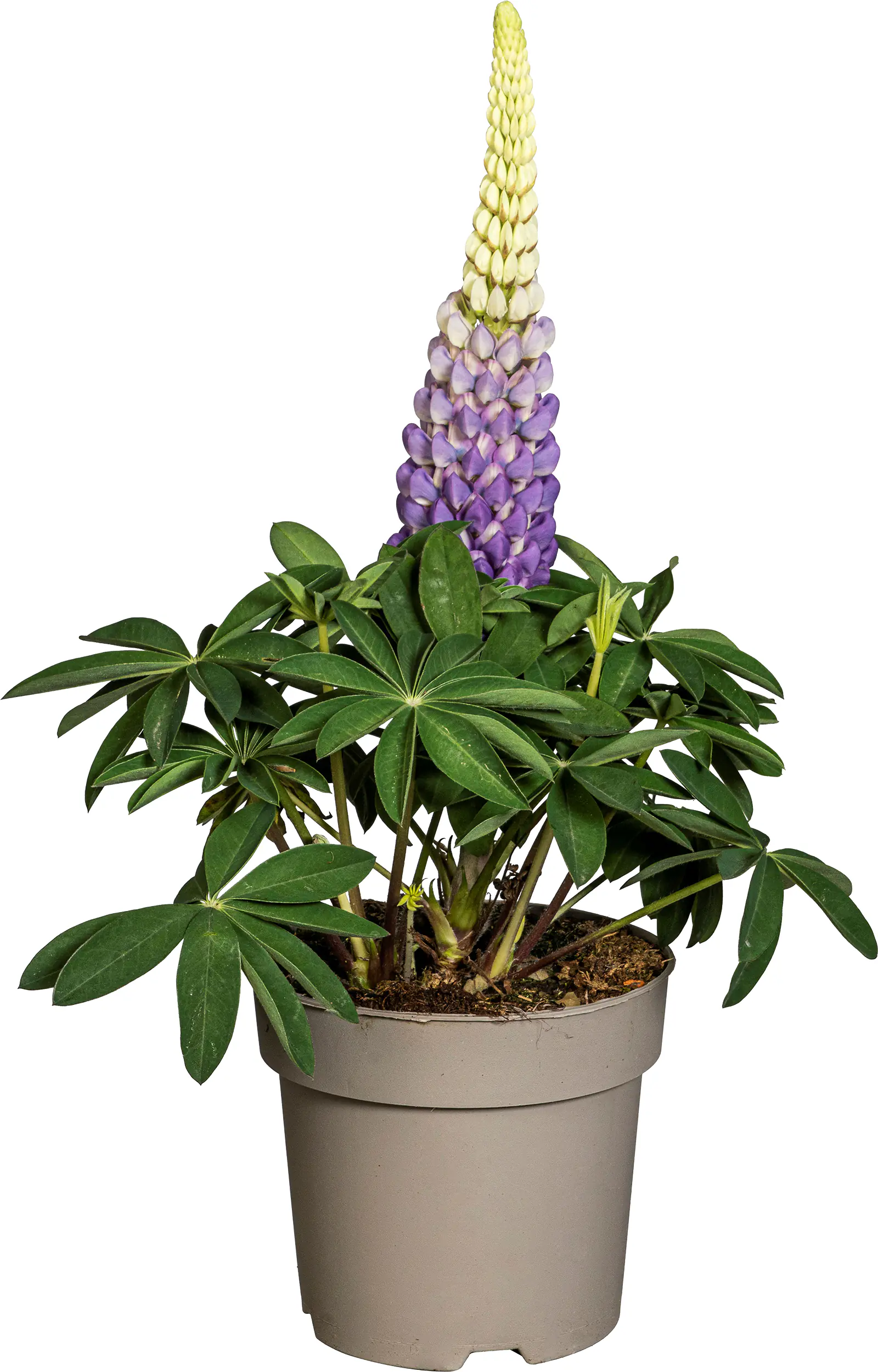 Lupine Lupinus polyphyllus Westcountry 19 cm Topf