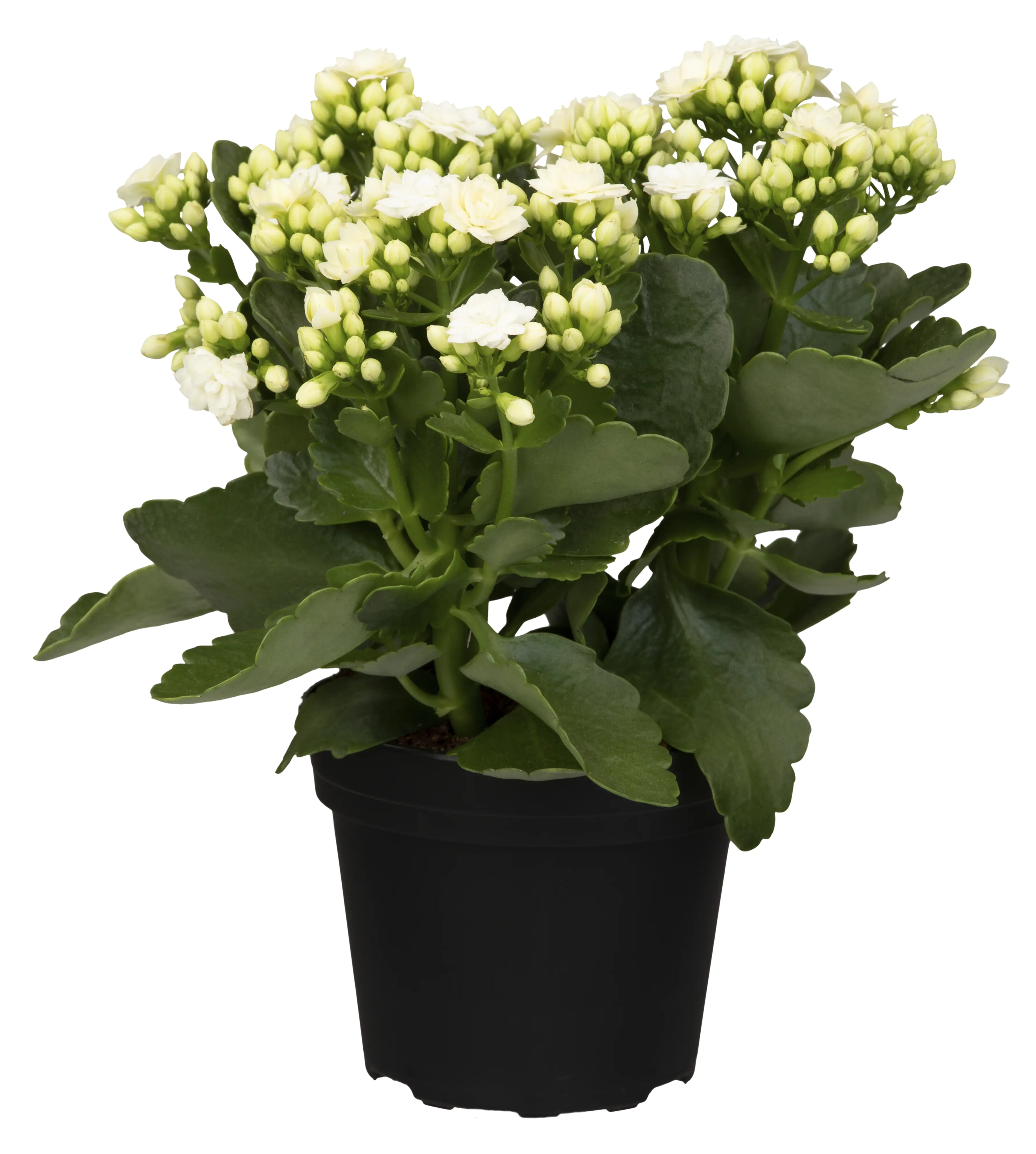 Flammendes Käthchen weiß gefüllt Kalanchoe H ca. 15 cm 7 cm Topf Flammendes Käthchen weiß gefüllt Kalanchoe H ca. 15 cm 7 cm Topf