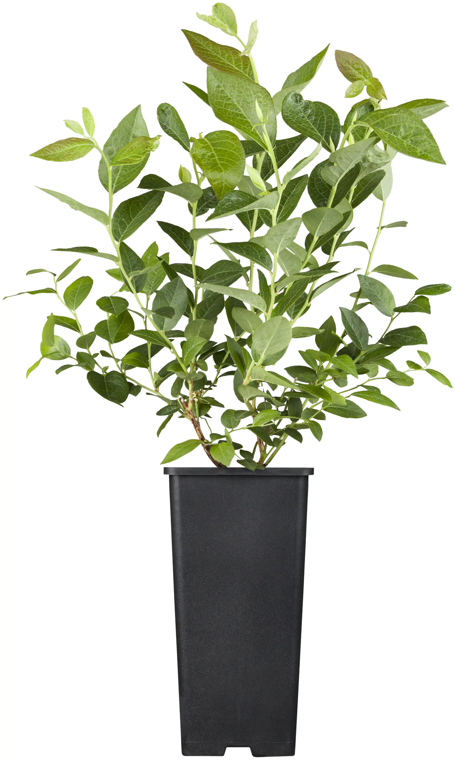 Bio Beerenobst Blaubeere Vaccinium in Sorten großfruchtig 2 L Container, 30 - 40 cm hoch