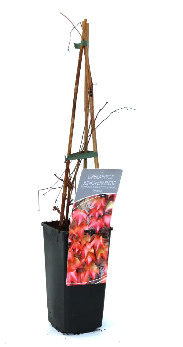 Wilder Wein Veitchii 2 L Eck-Container Wilder Wein Veitchii 2 L Eck-Container