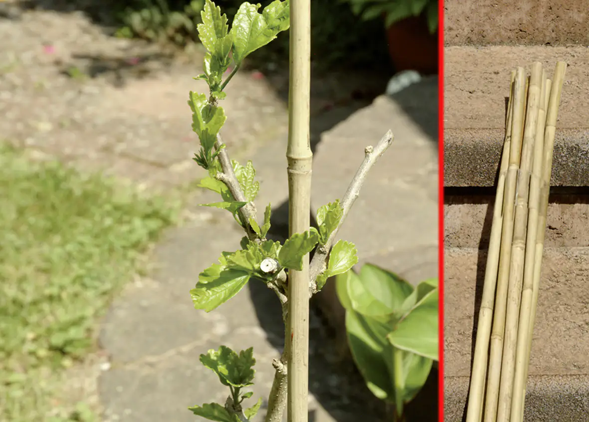 Floraworld Tonkinstab Classic 120cm 120 cm