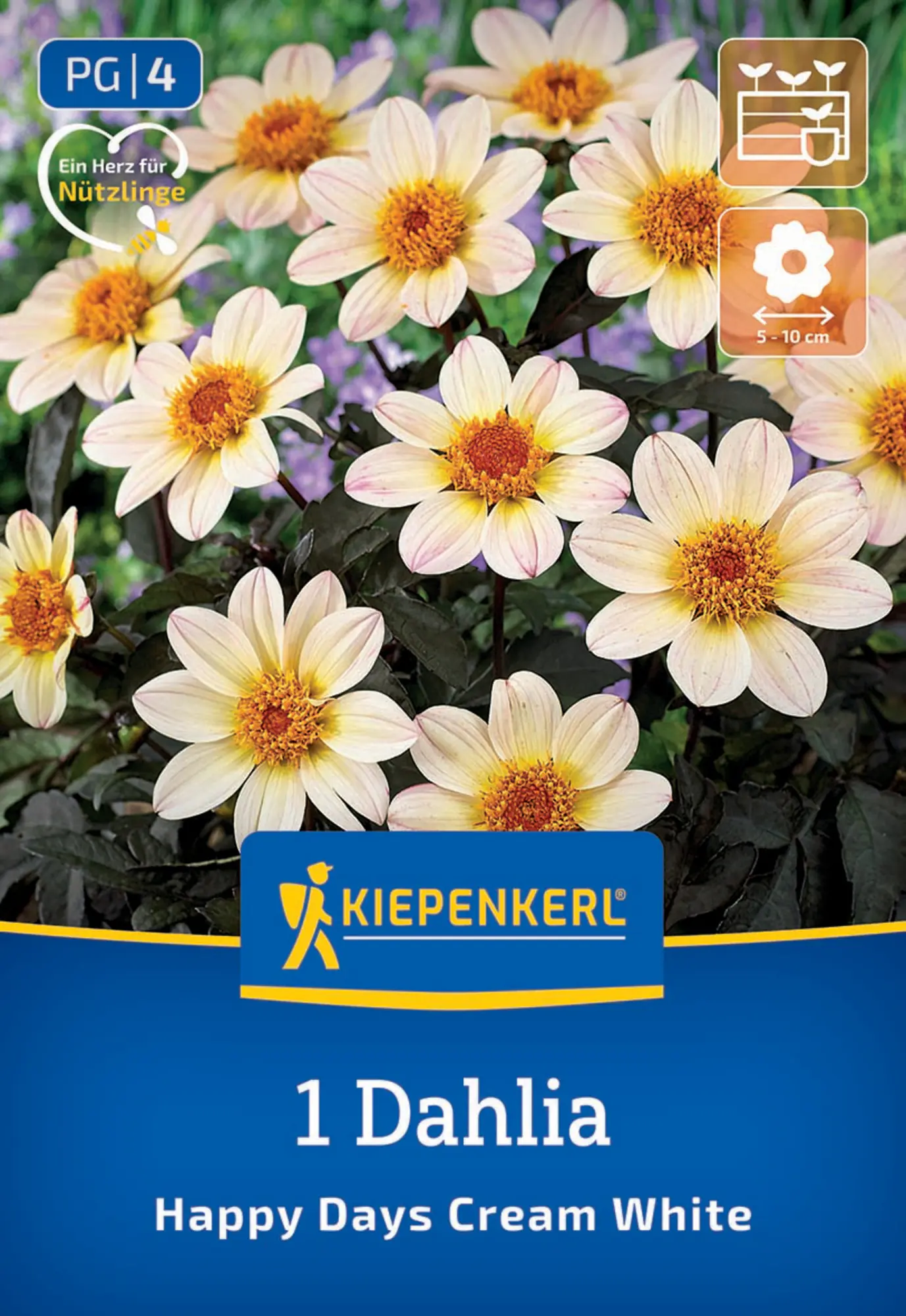 Kiepenkerl Frühjahrsblumenzwiebel Dunkellaubige Beetdahlie Happy Days Creamwhite 1 Stück