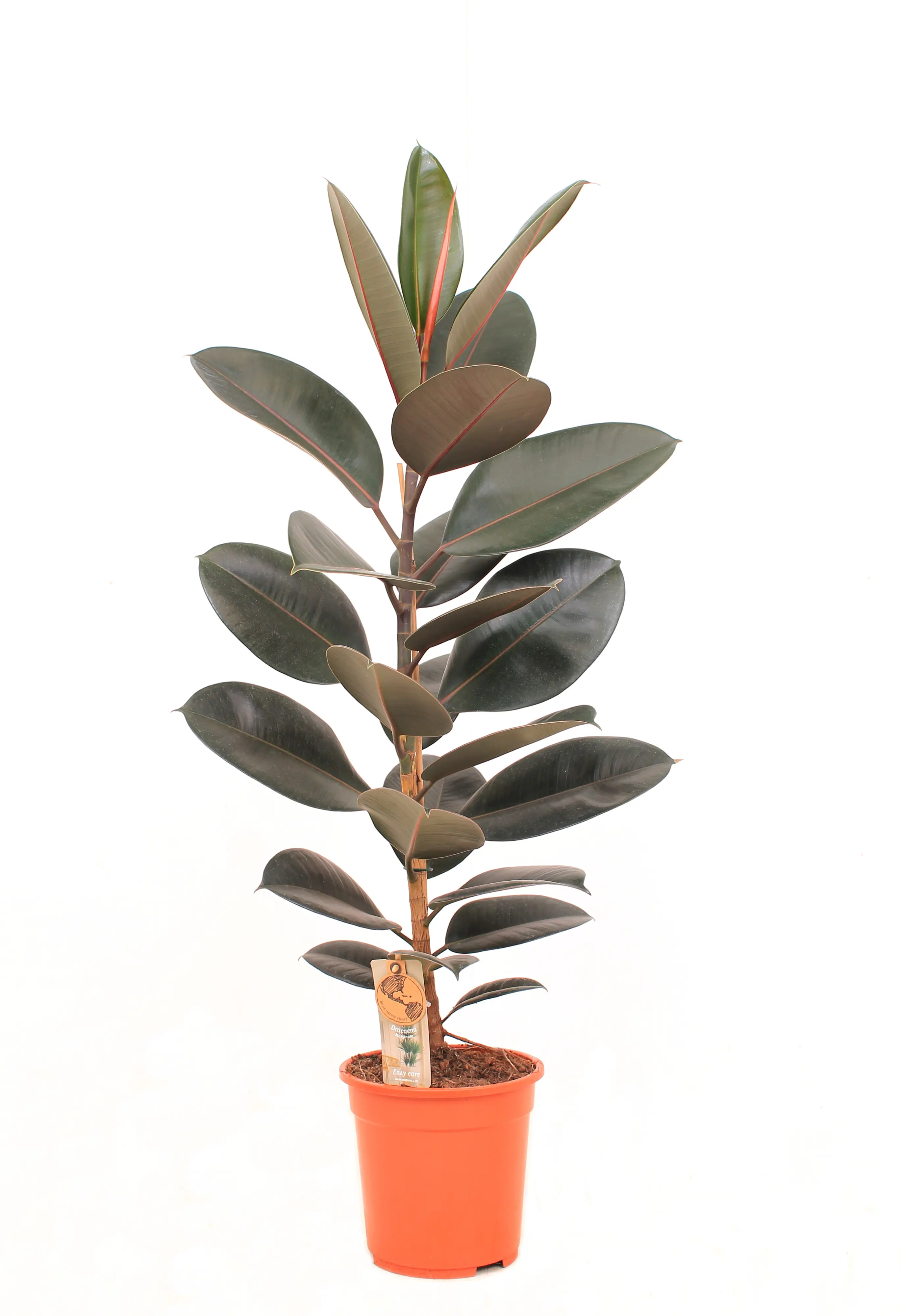 Grünpflanzen im 21 cm Topf, verschiedene Sorten