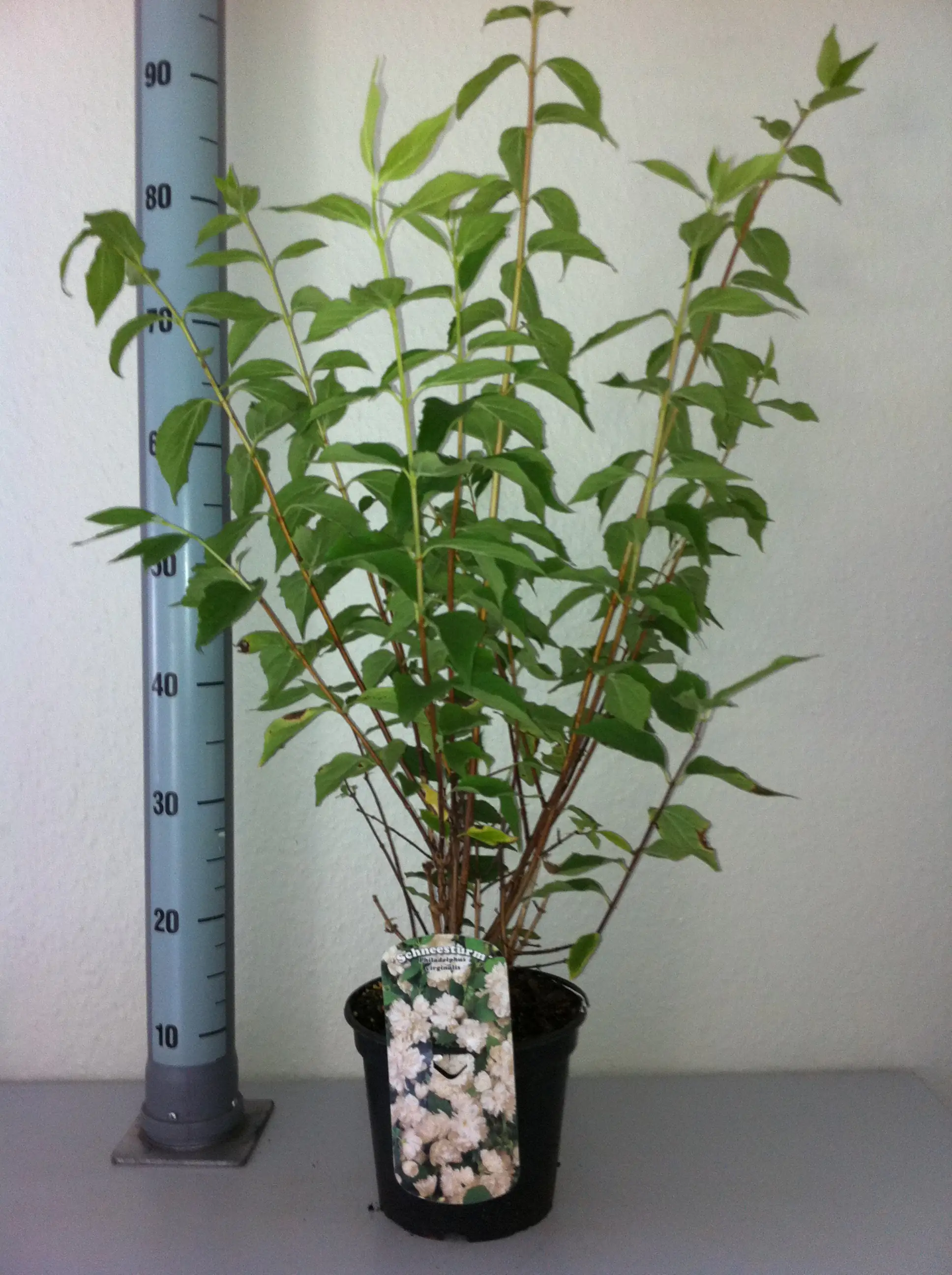 Duftjasmin 3 l Container