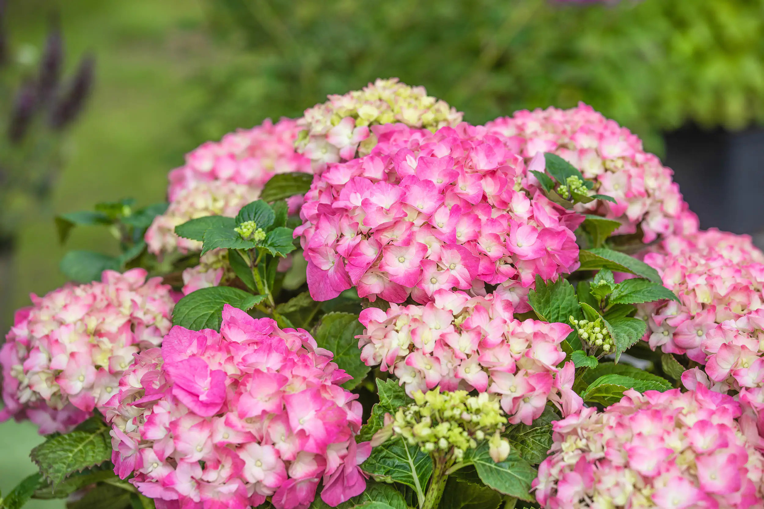Freiland-Hortensie Hydrangea macrophylla 23 cm Topf Freiland-Hortensie Hydrangea macrophylla 23 cm Topf