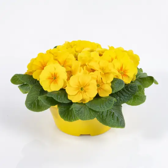 Primel Primula Acaulis 'Paradiso' H ca. 25 cm, 21 cm Schale Primel Primula Acaulis 'Paradiso' H ca. 25 cm, 21 cm Schale