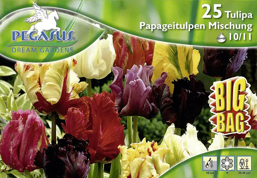 Pegasus BigBag Papagei Tulpe Mischung Tulipa x Hybrida