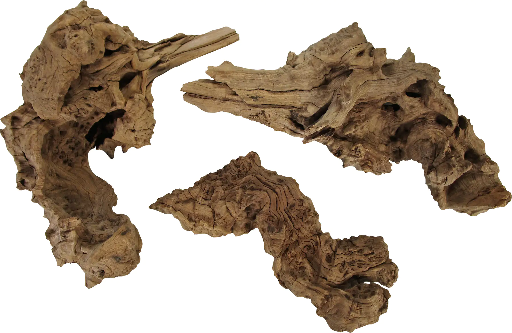 Orbit Savannenwurzel medium