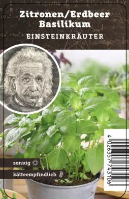 Einsteinkräuter - Erdbeer Basilikum 12 cm Topf