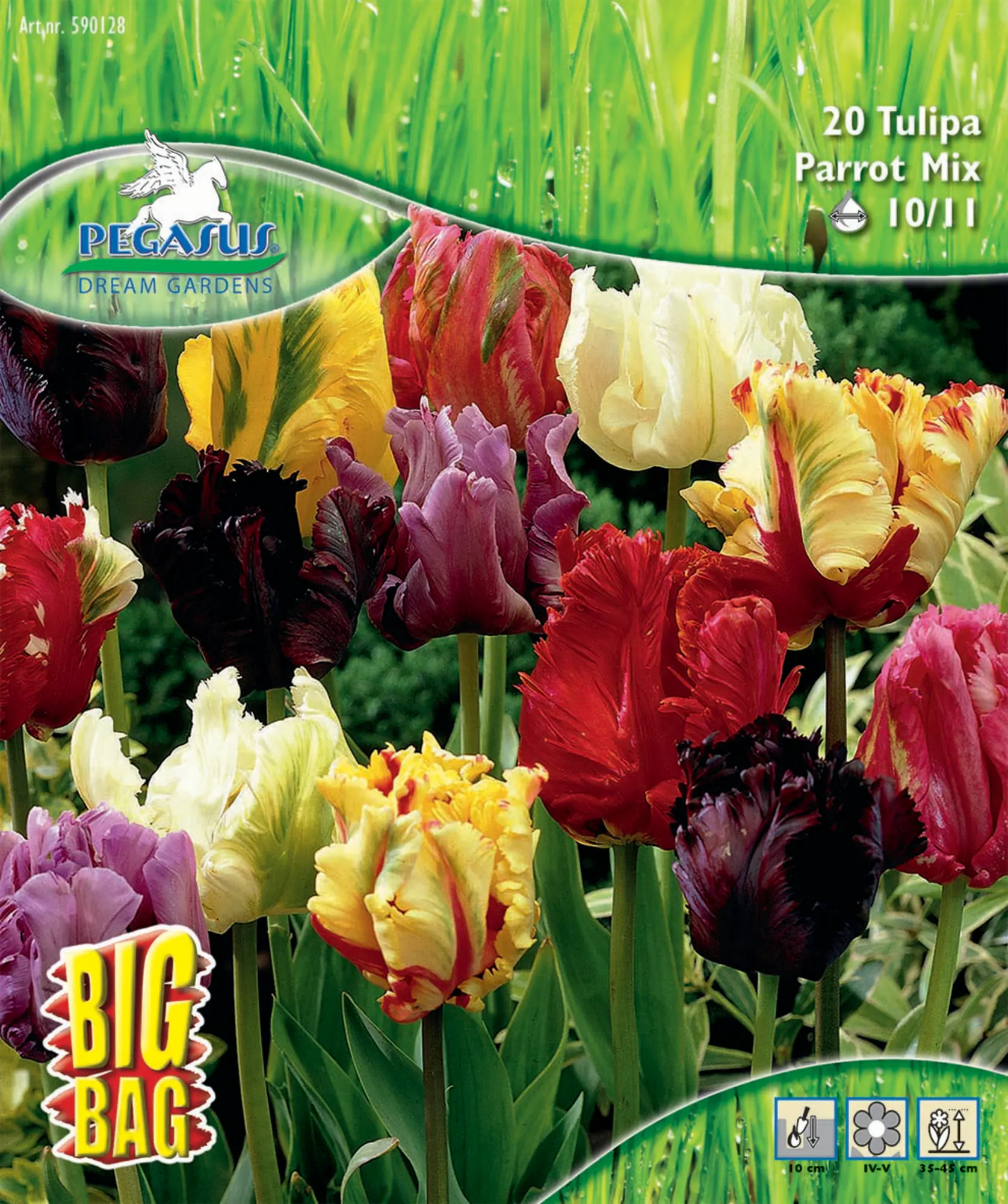 Pegasus Herbstblumenzwiebel Big Bag Papagei-Tulpen Mischung 20 Stück