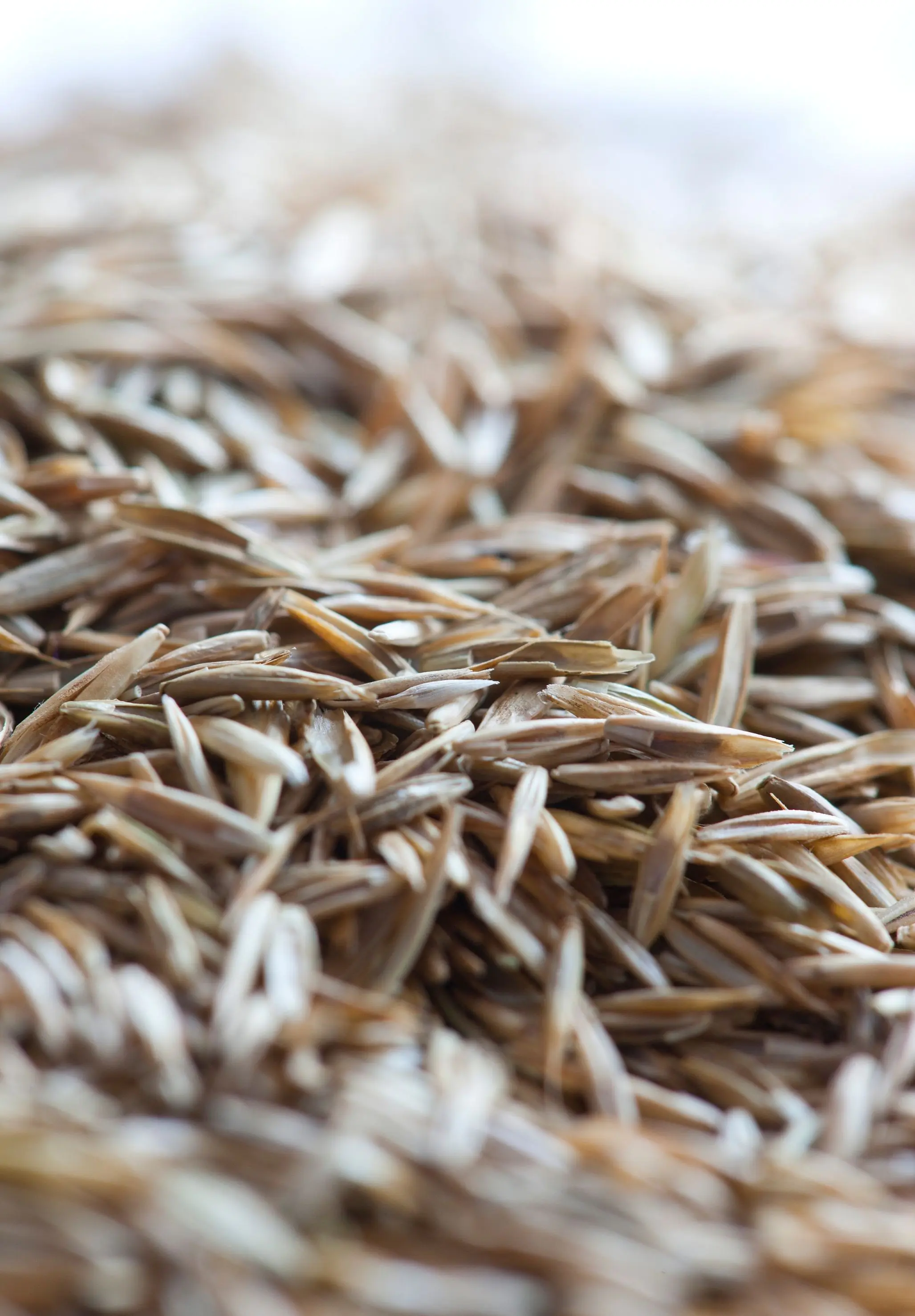 Rasetta Rasensaatgut Wildblumenrasen 10 kg