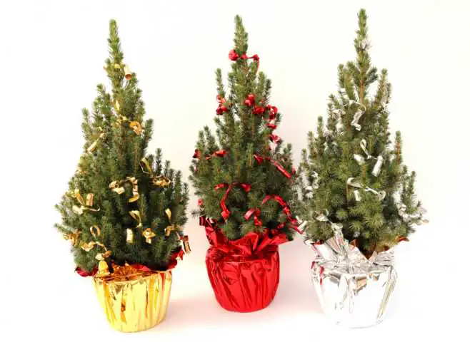 Zuckerhutfichte Picea glauca Conica Glitter & Glamour, H 20-30 cm, 1 L Container Zuckerhutfichte Picea glauca Conica Glitter & Glamour, H 20-30 cm, 1 L Container