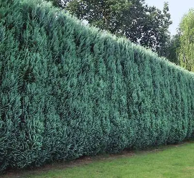 Blaue Scheinzypresse Chamaecyparis H 40 - 60 cm 2 L Container