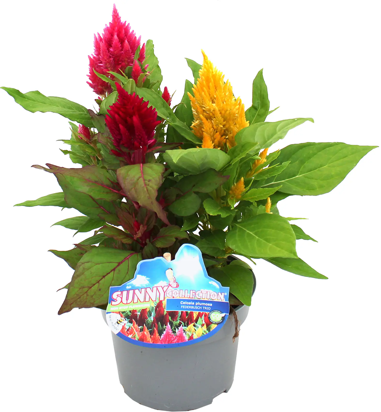 Celosia plumosa Trio rot-gelb-orange 13cm Topf