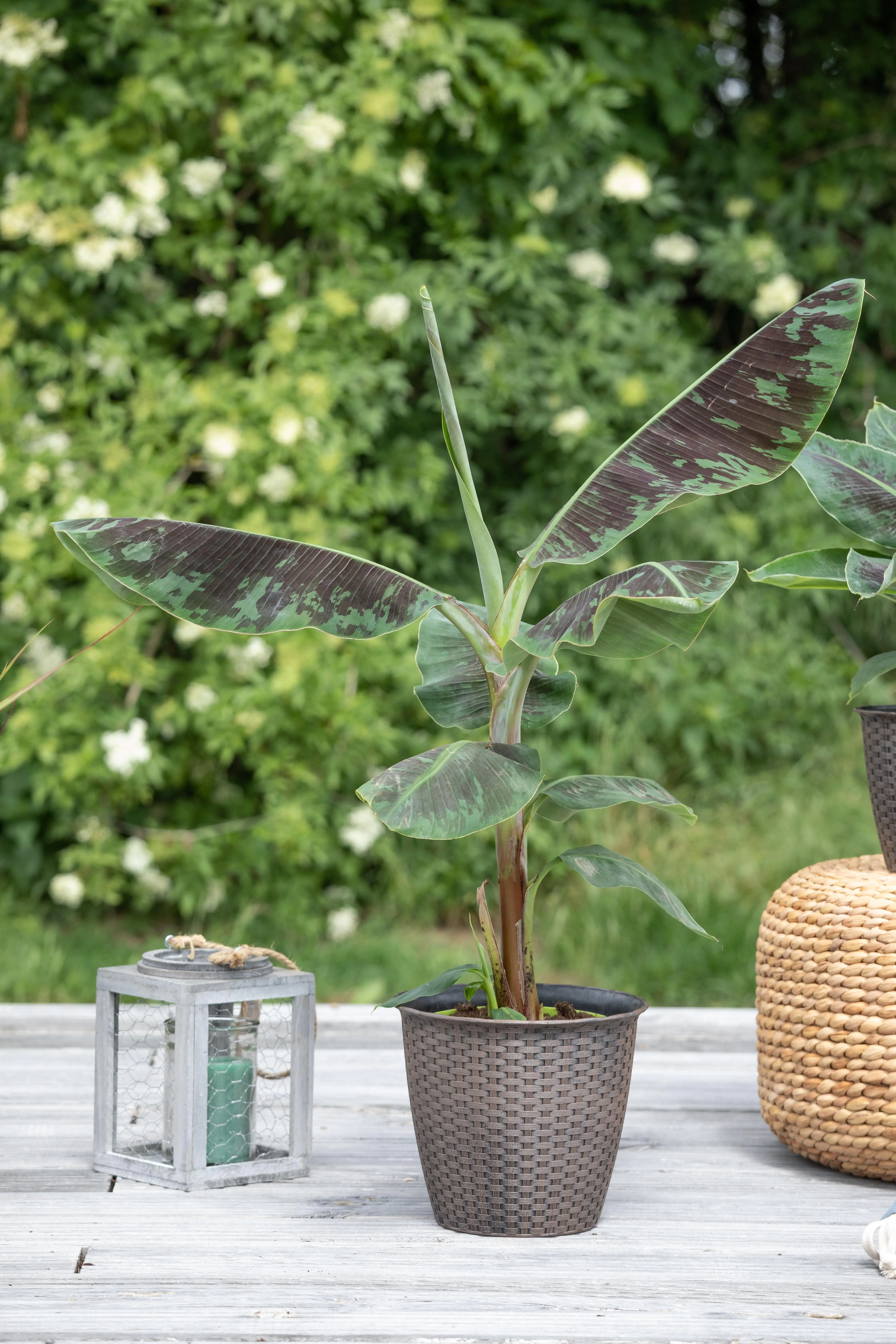 Bananenpflanze Musa acuminata Dwarf Cavendish H ca. 95 cm 21 cm Topf 