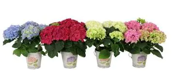 Hydrangea Hortensie im Zink Eimer 11cm