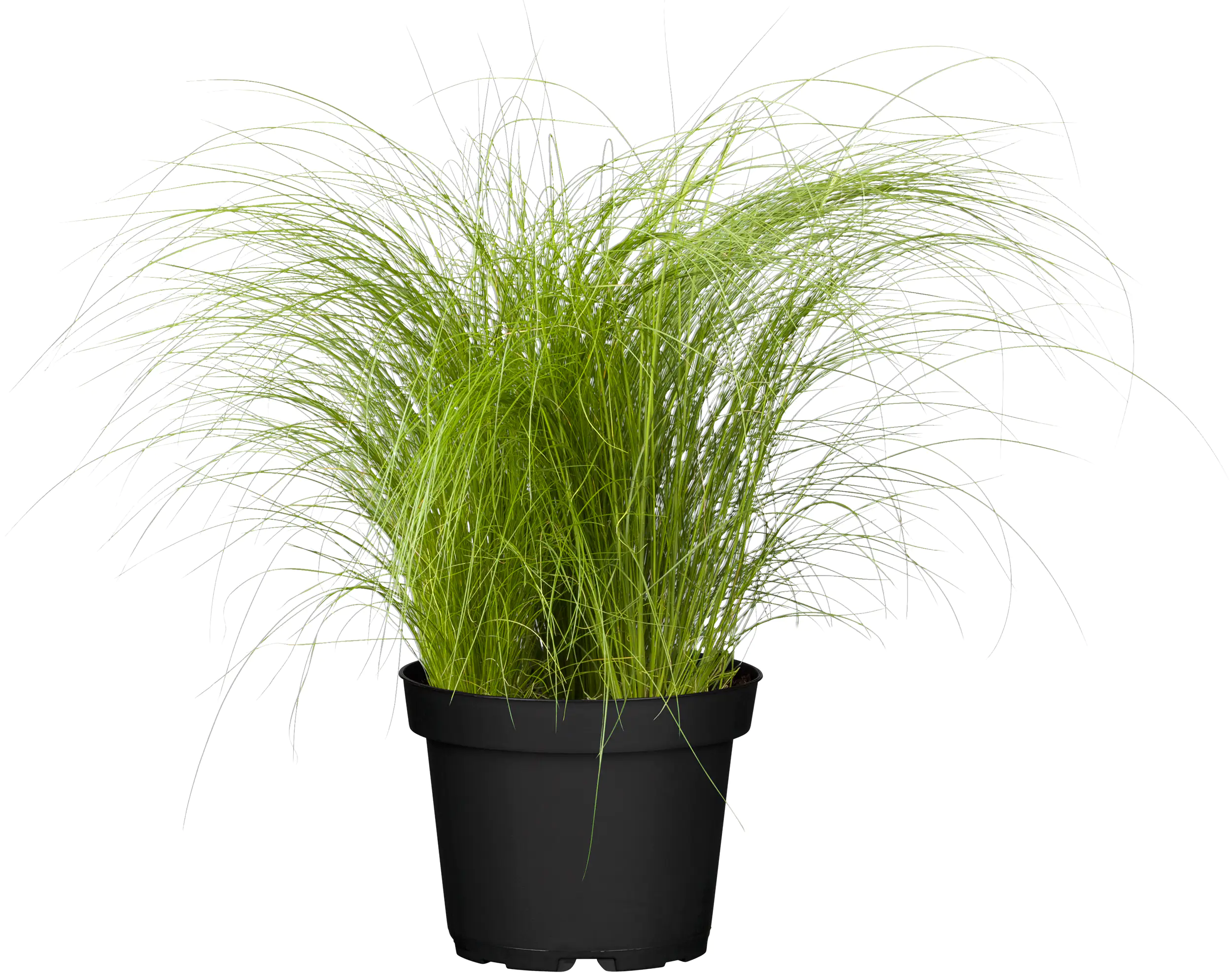 4029395049902_3 Ziergräser H 10-15 cm 11 cm Topf