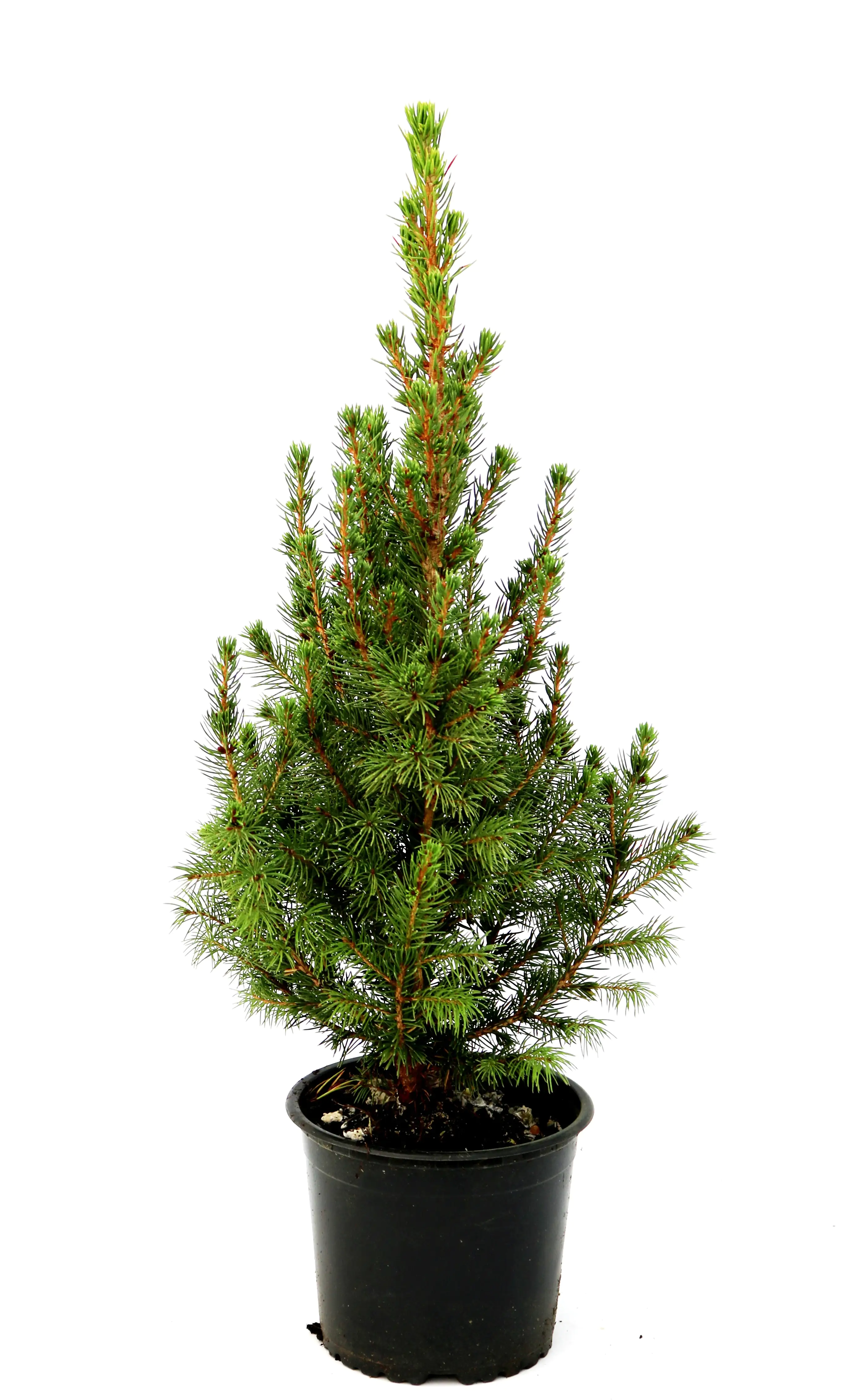 4029395002907 Zuckerhutfichte 20-25 cm hoch 1 L Container