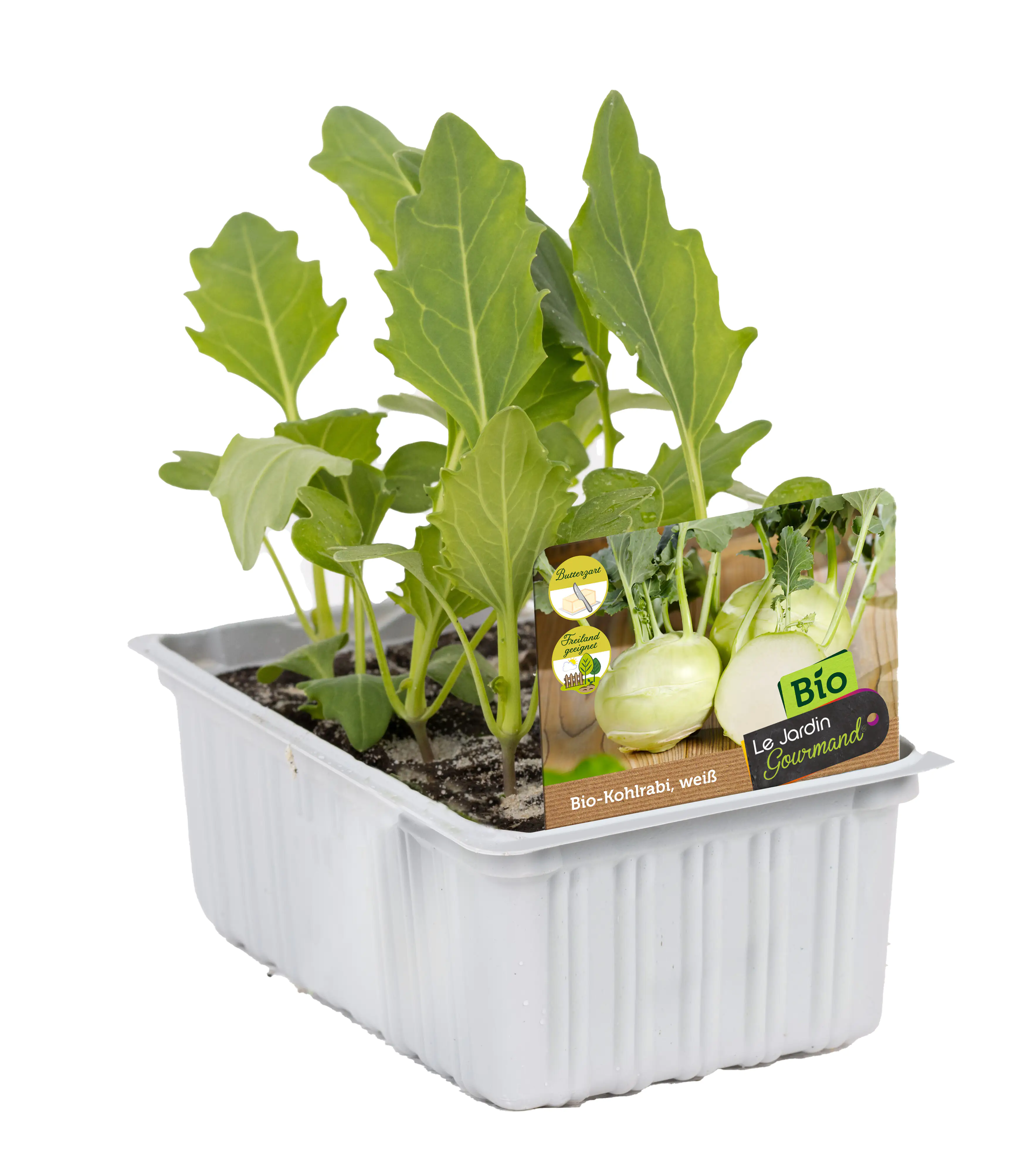 Kohlrabi weiß Brassica oleracea 6 er Schale