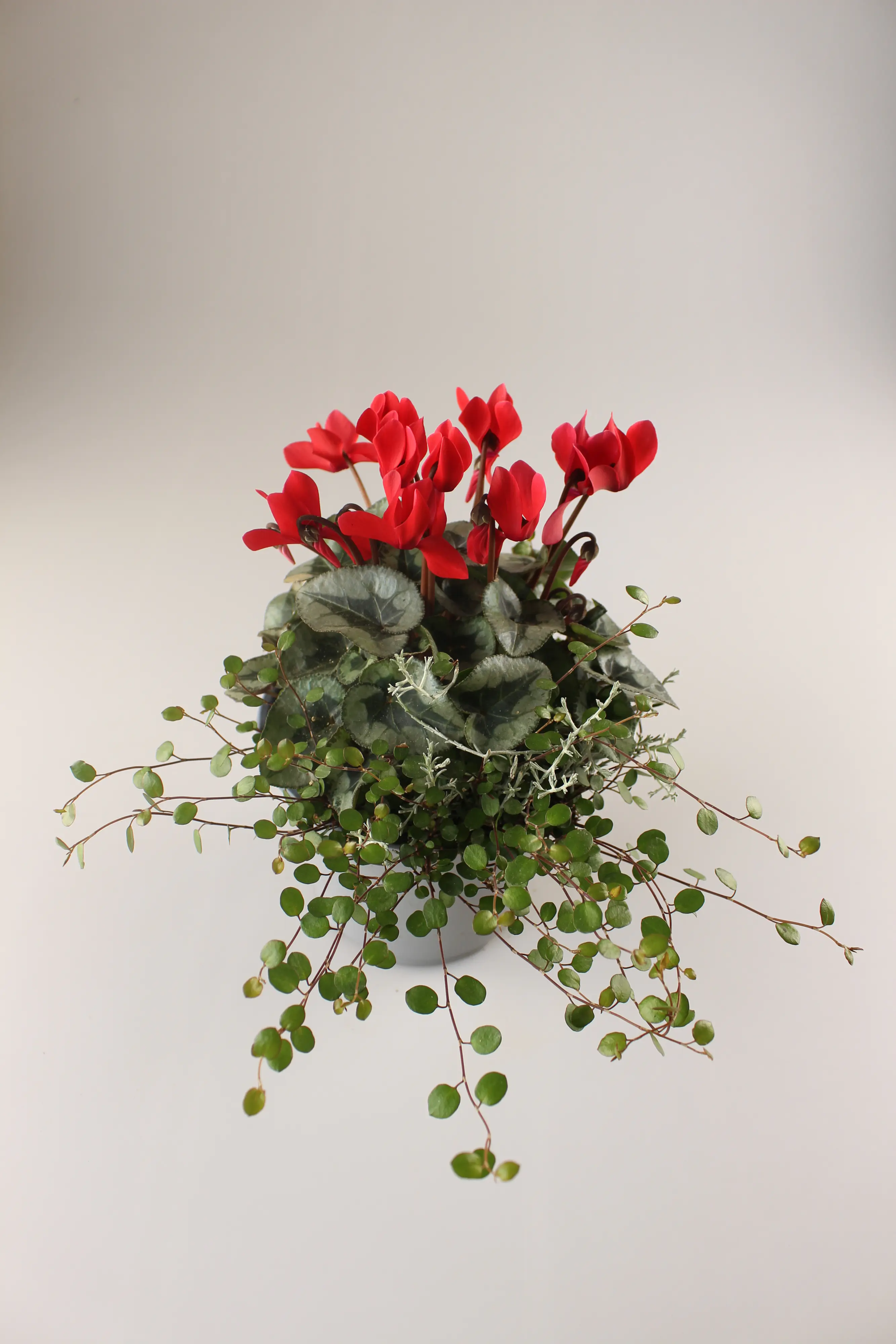 Alpenveilchen Cyclamen purpurascens 14 cm Topf Alpenveilchen Cyclamen purpurascens 14 cm Topf