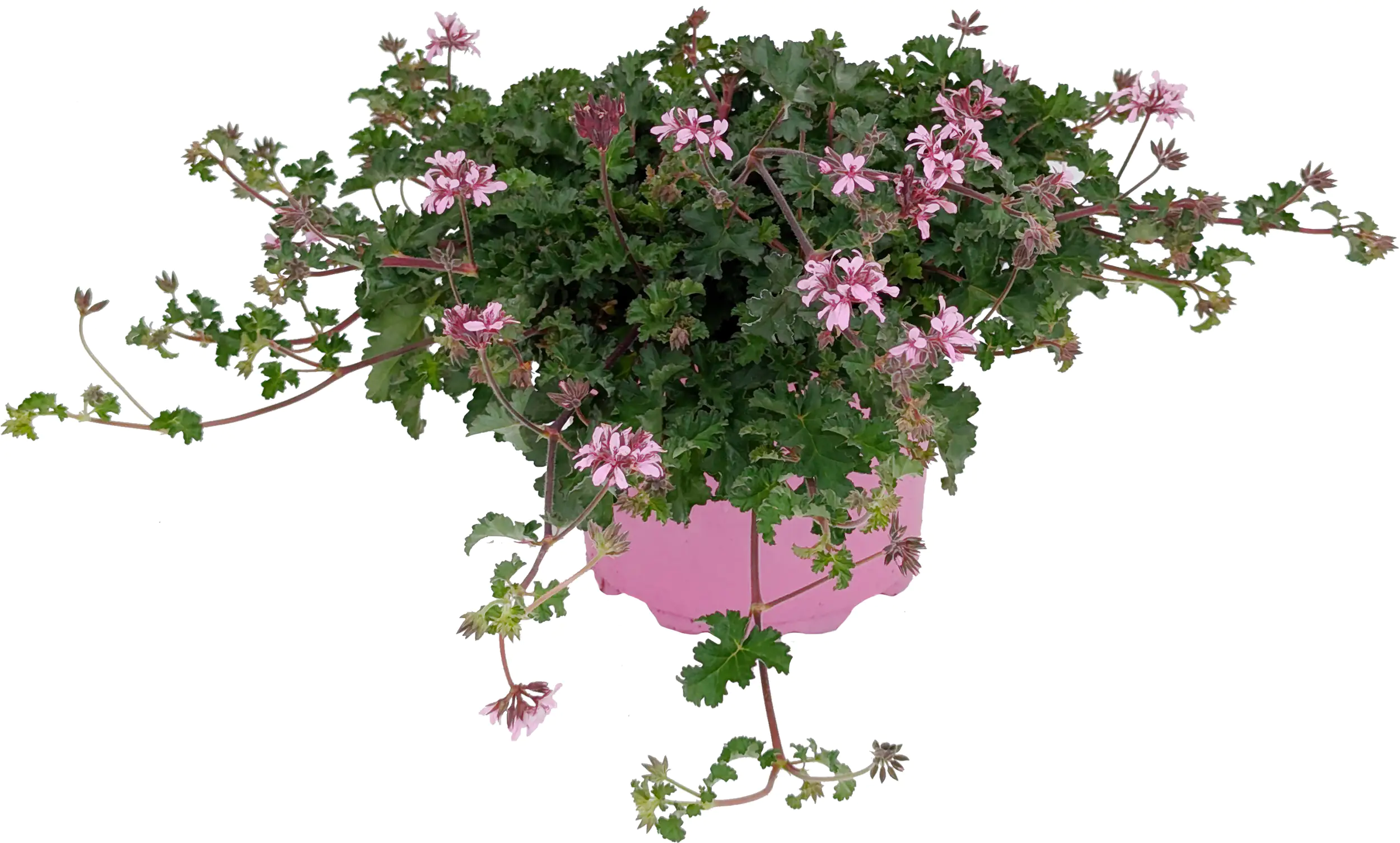 Duftgeranie Pelargonium Pinki Pinks 17 cm Topf