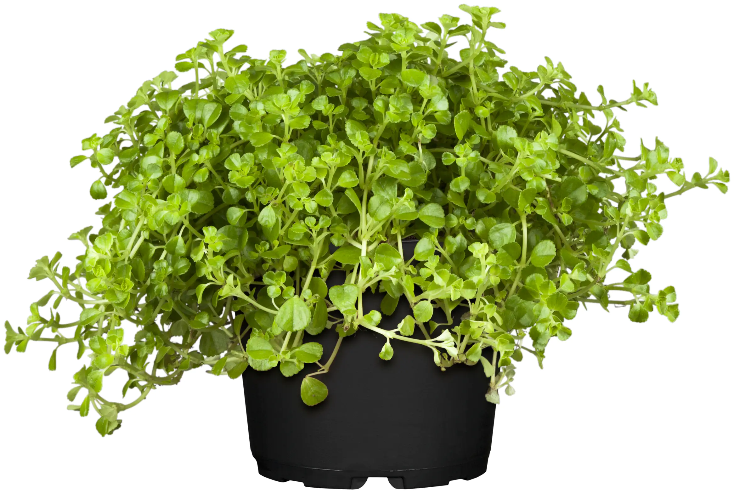 Kanonierblume Pilea depressa H ca. 15 cm 10,5 cm Topf