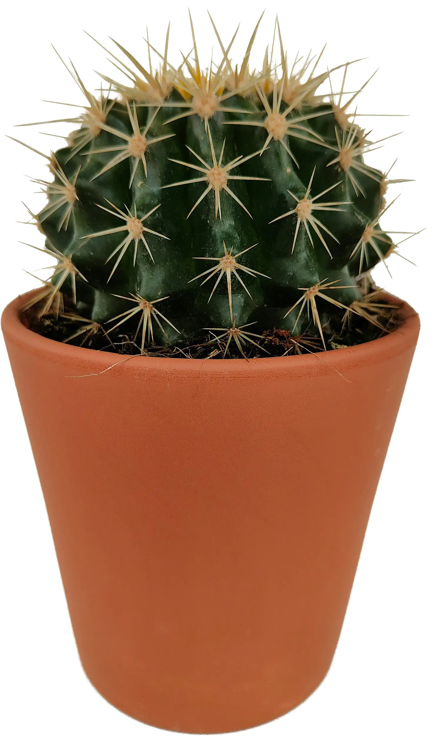 Kakteen Cactus in terracotta 11 cm Topf Kakteen Cactus in terracotta 11 cm Topf