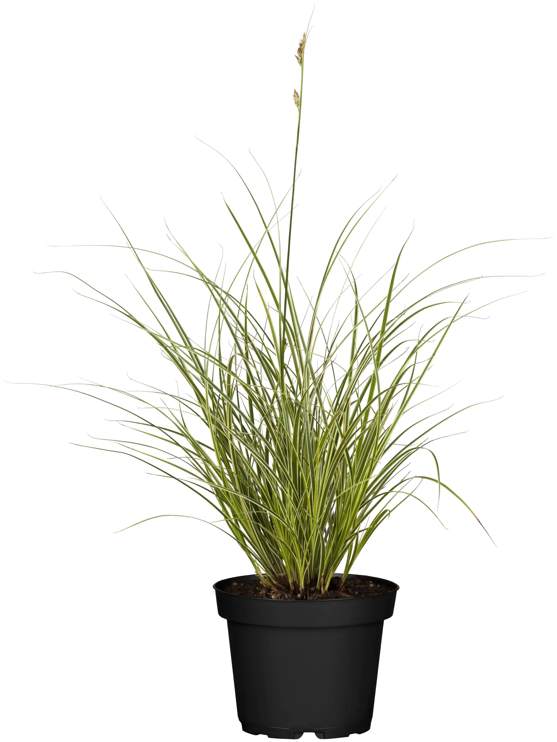 4029395049902_2 Ziergräser H 10-15 cm 11 cm Topf