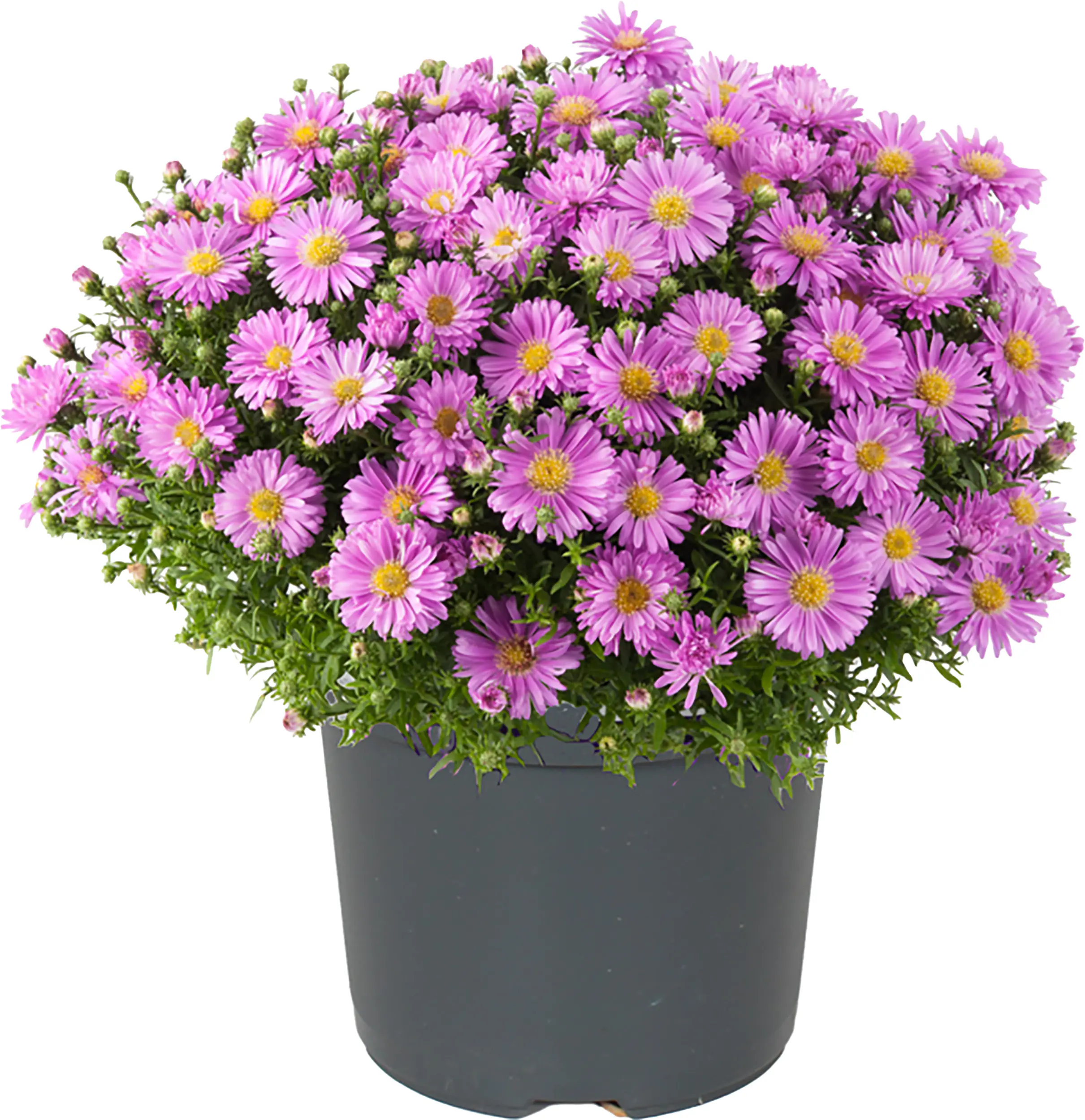 Herbstaster Aster dumosus 12 cm Topf