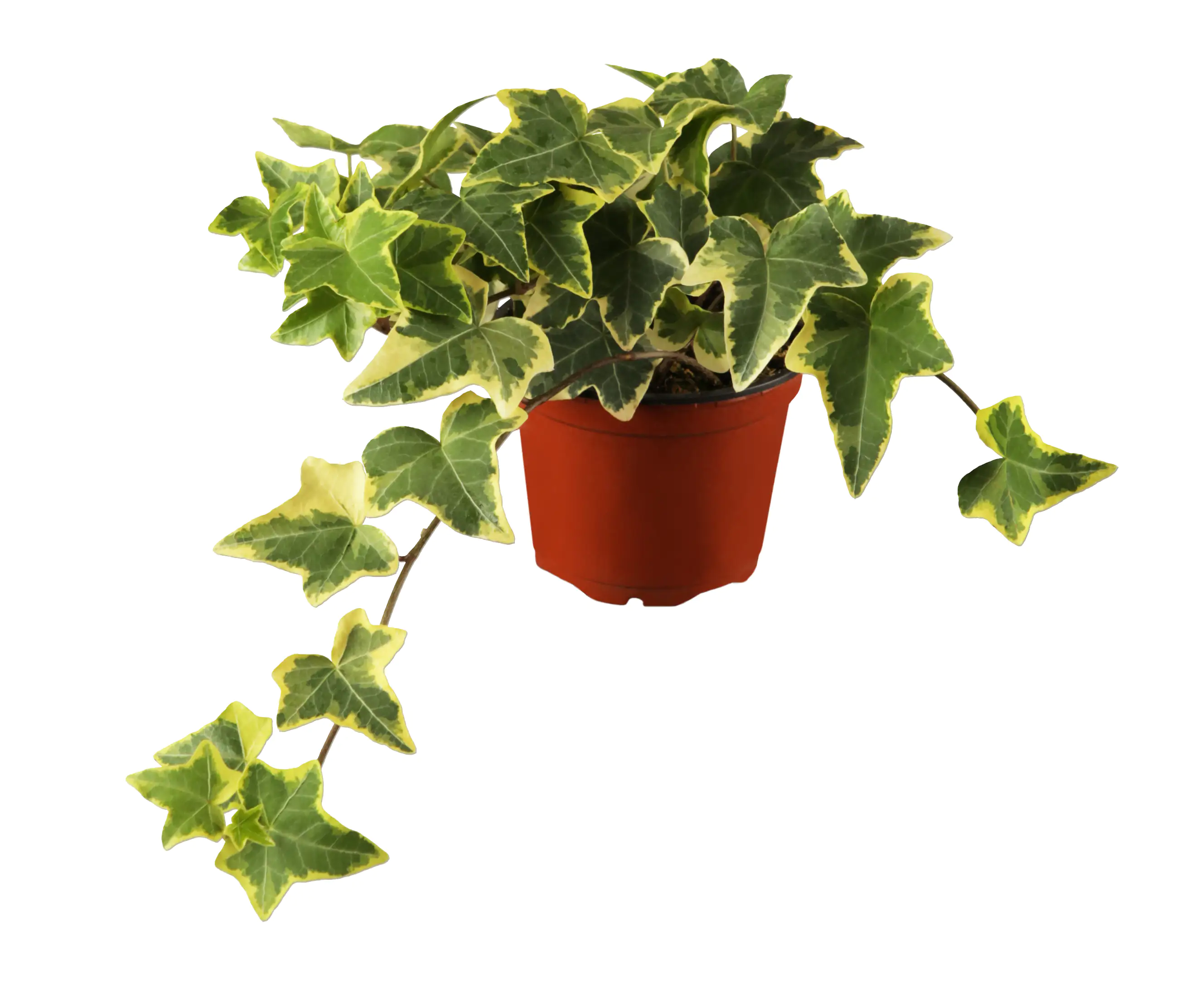 Efeu Hedera Yellow Ripple 13 cm Topf