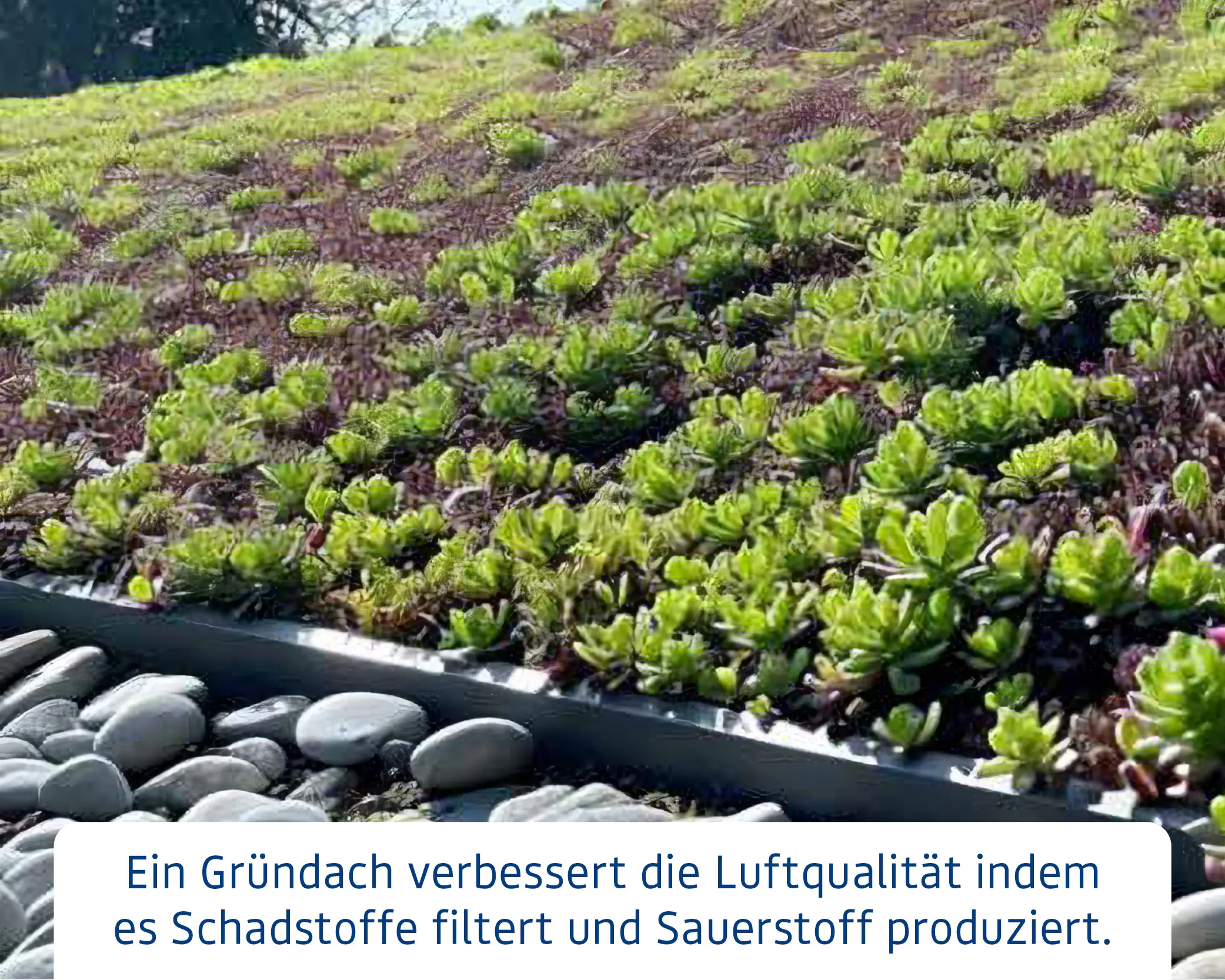 EcoStar Dachrahmen für Gründach Pultdach Typ 1 grau EcoStar Dachrahmen für Gründach Pultdach Typ 1 grau