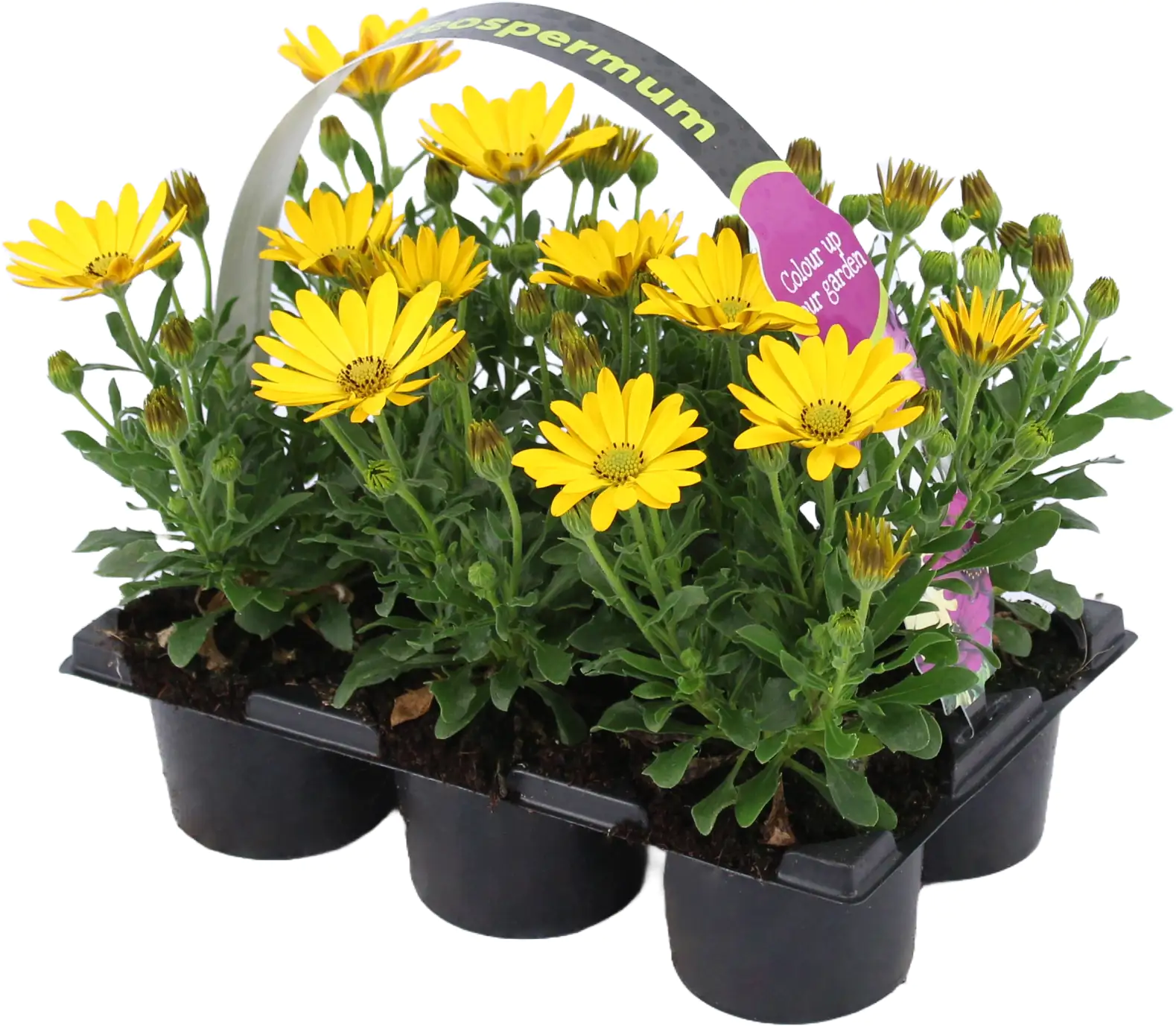 Kapkörbchen Osteospermum 6er Pack